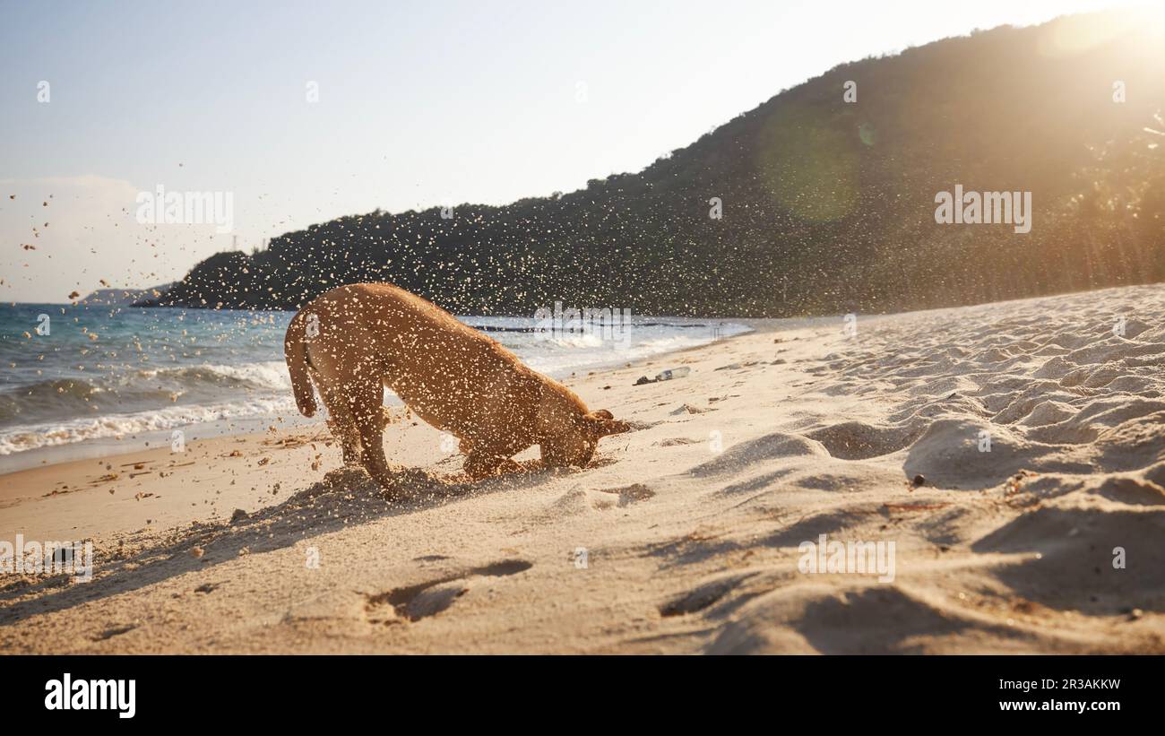 Neugieriger Hund mit Kopf im Sand, der bei Sonnenuntergang ein Loch am wunderschönen Strand gräbt. Stockfoto