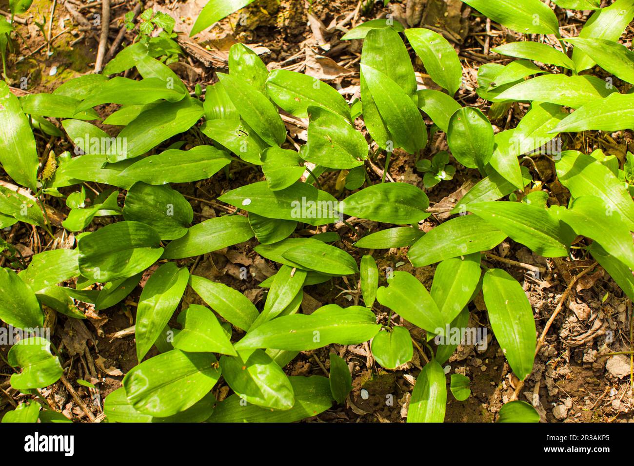 Junge Knoblauchsprossen in der natürlichen Umgebung Stockfoto