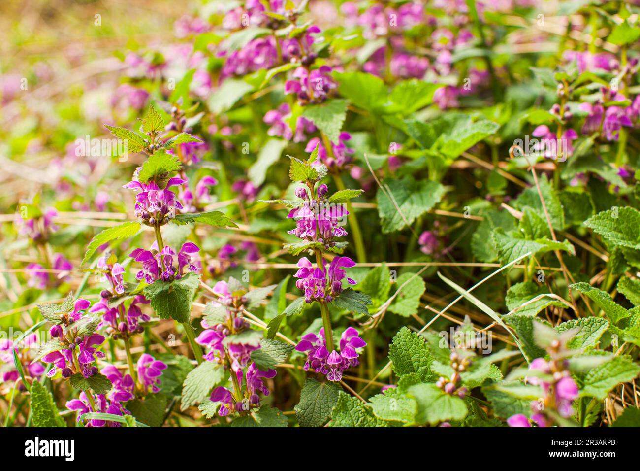 Blooming Dead Brennnessel - Lamium pureum in seiner natürlichen Umgebung. Stockfoto