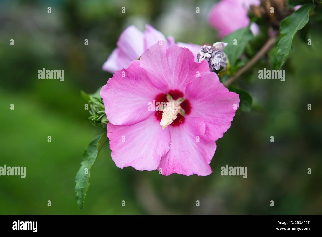 Blühender Rosa Hibiskusbaum. Leuchtend rosa Hibiskusblüte (Hibiscus rosa sinensis) Stockfoto