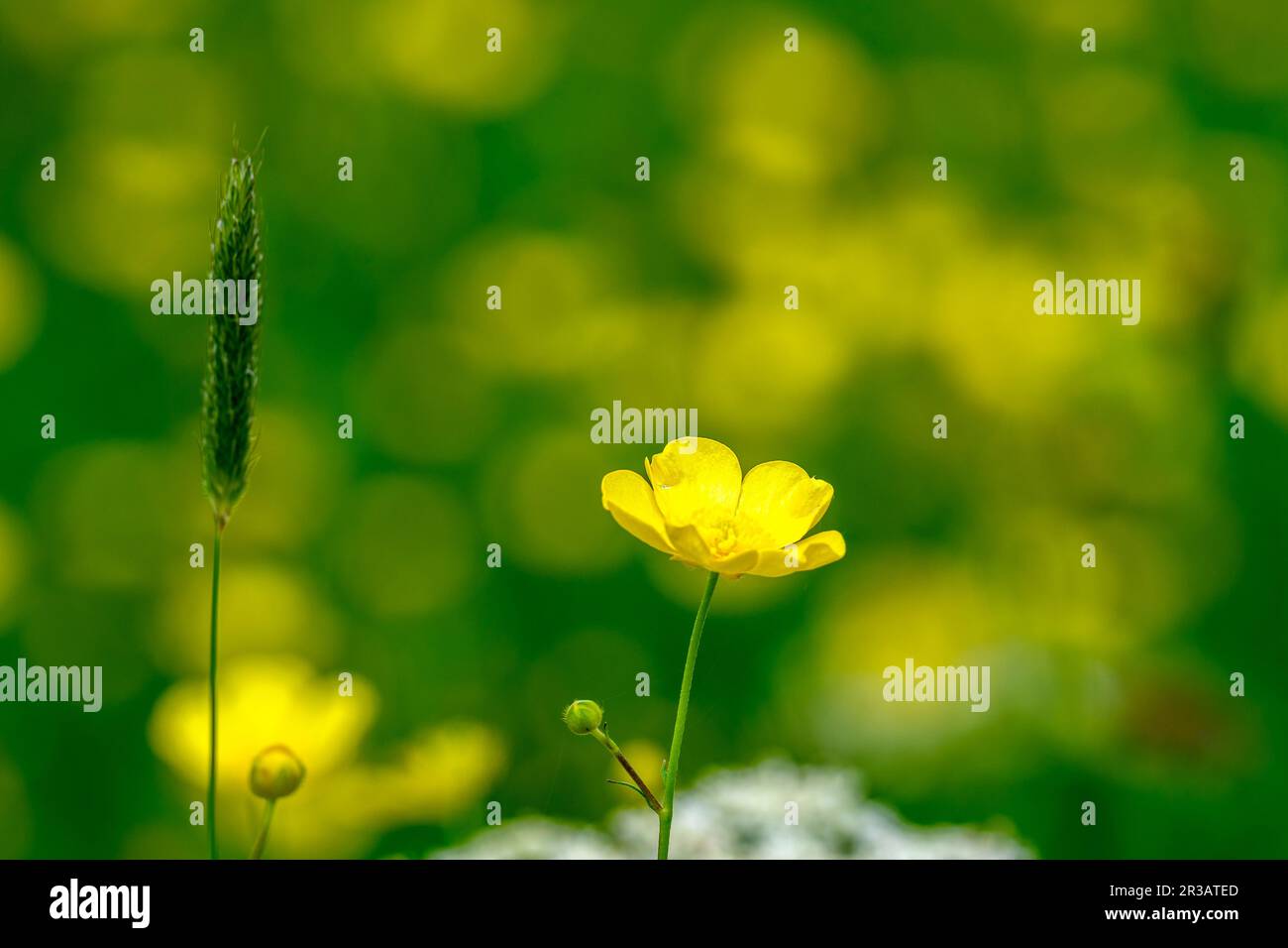 Wilde Frühlingsblumen auf einer isolierten Wiese Stockfoto