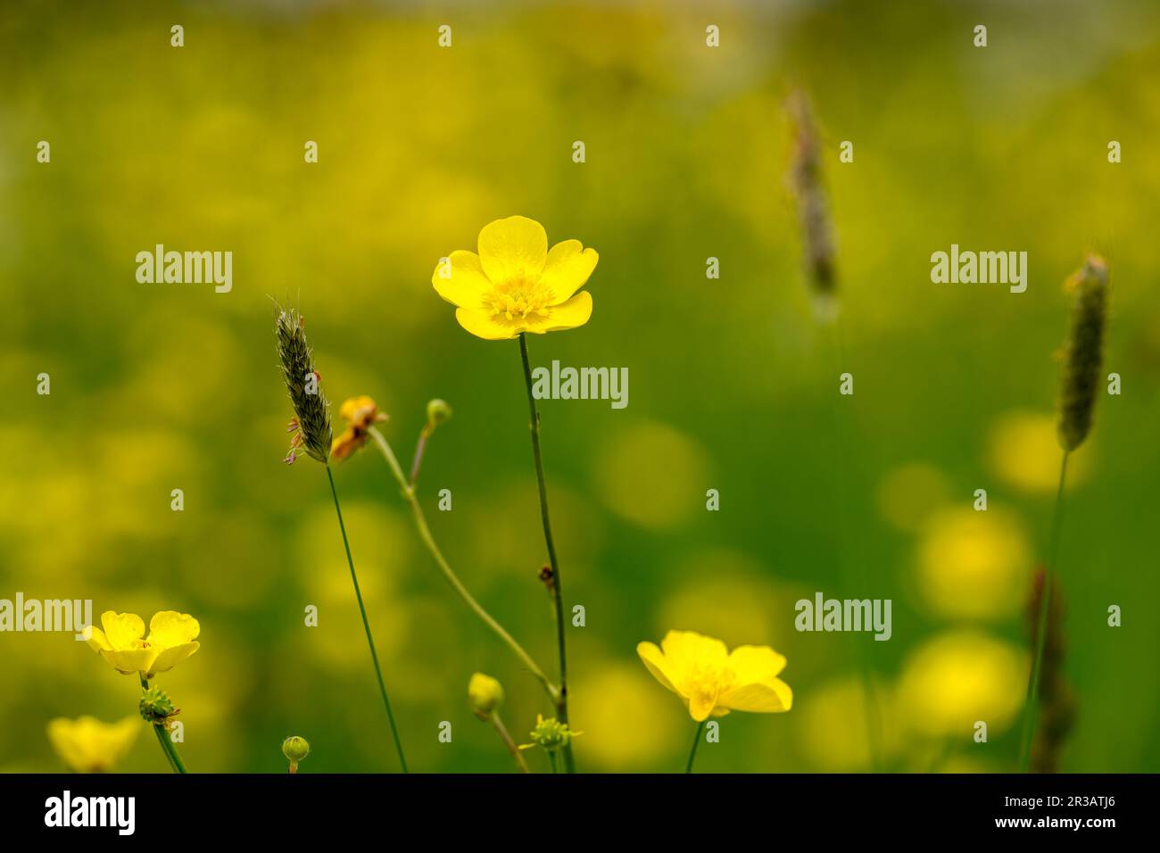 Wilde Frühlingsblumen auf einer isolierten Wiese Stockfoto