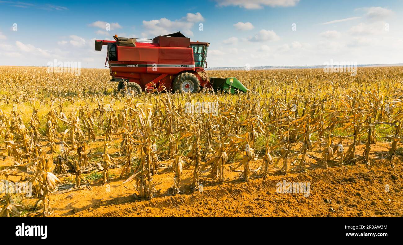Kommerzielle Maiszucht in Afrika Stockfoto