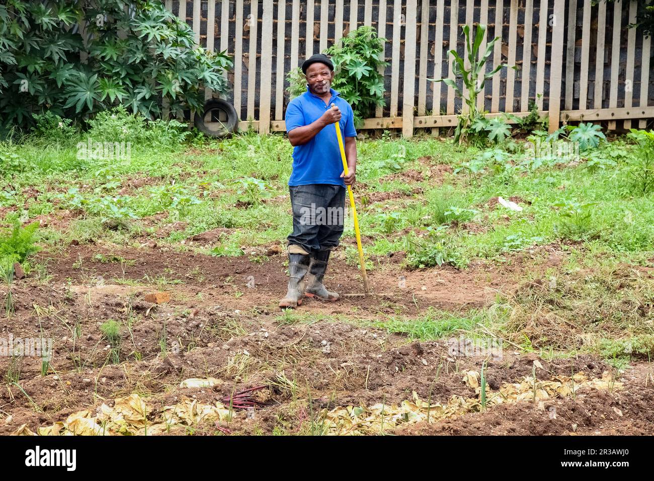 Afrikanischer Mann, der in einem kleinen städtischen Gemüsegarten arbeitet Stockfoto