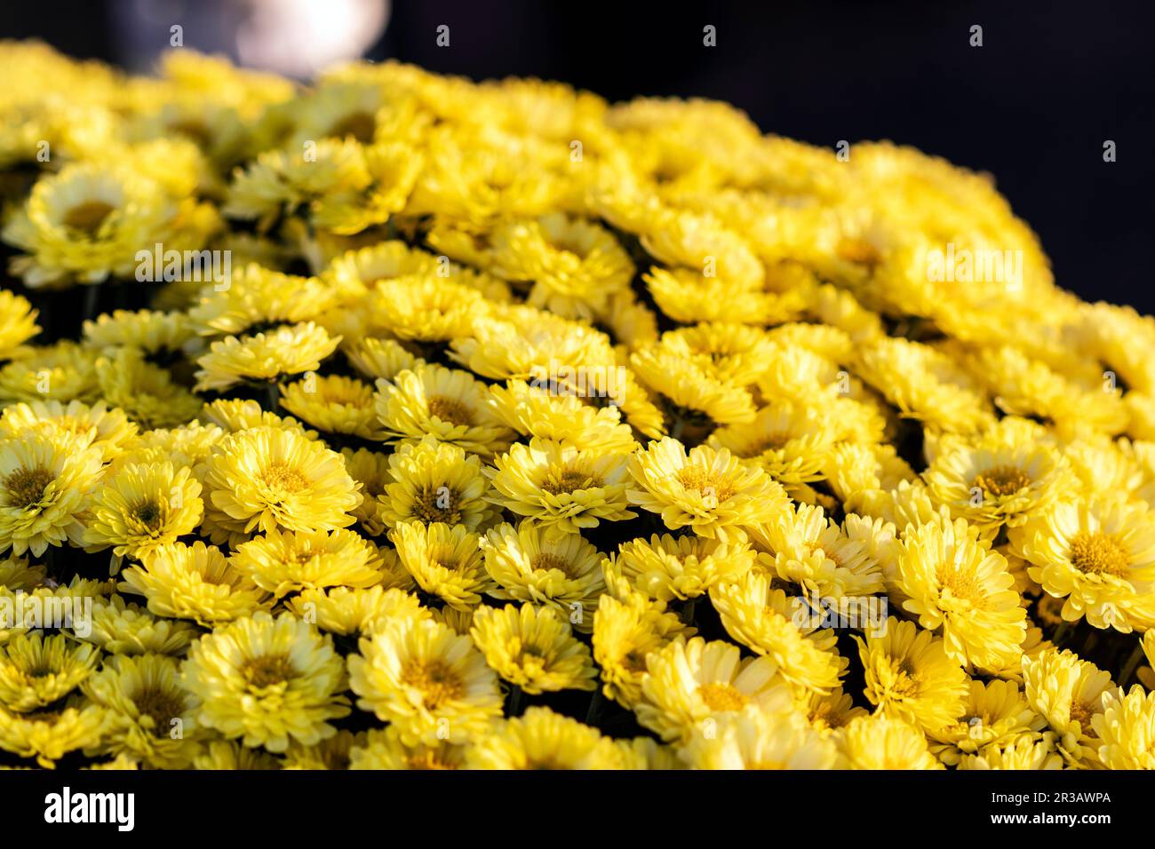 Ein Haufen gelber Grabblumen Stockfoto
