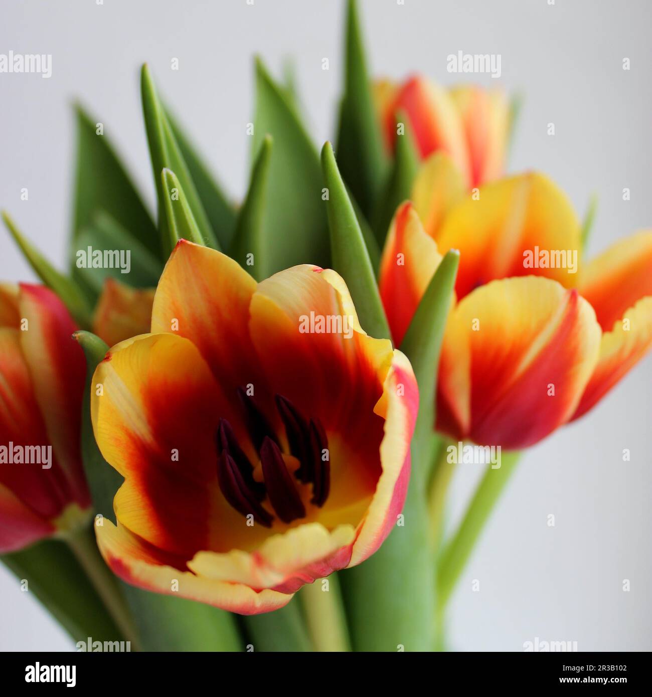 Quadratisches Foto Von Selektiv Gezüchteten Tulpen In Blüte Mit Roten Und Gelben Blütenblättern Auf Weißem Hintergrund Stockfoto