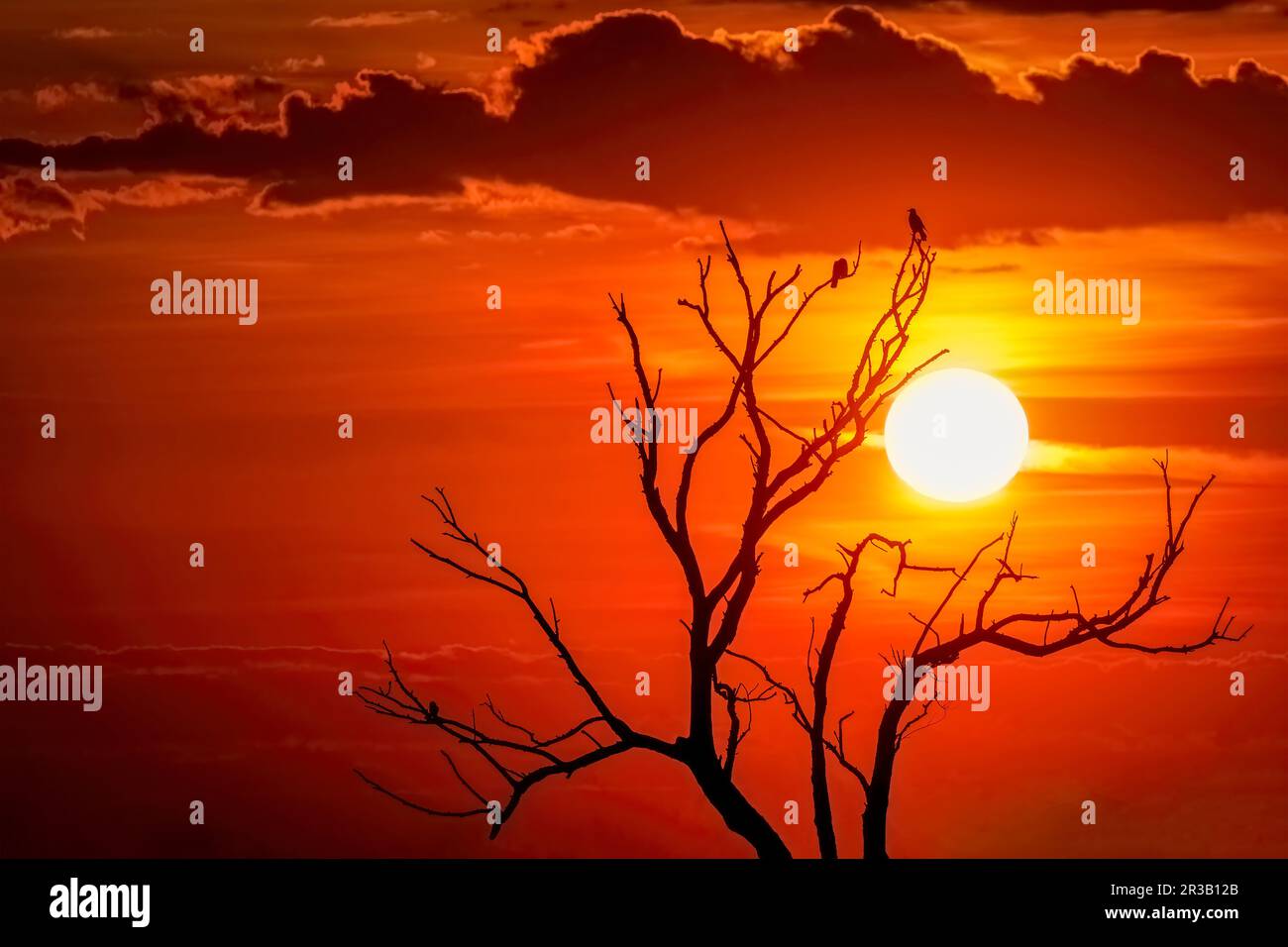 Baum- und Vogelsilhouetten während eines dramatischen Sonnenuntergangs. Foto aufgenommen am 6. Mai 2023, in der Nähe von Charlottenburg, Timis County, Rumänien. Stockfoto