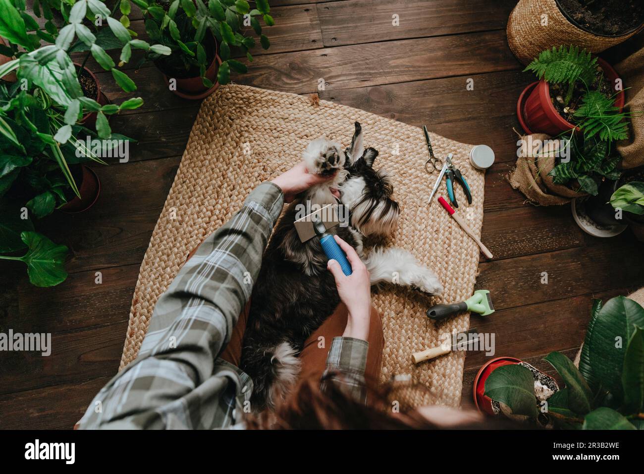 Eine Frau, die Schnauzer-Hund pflegt, der zu Hause auf dem Teppich liegt Stockfoto