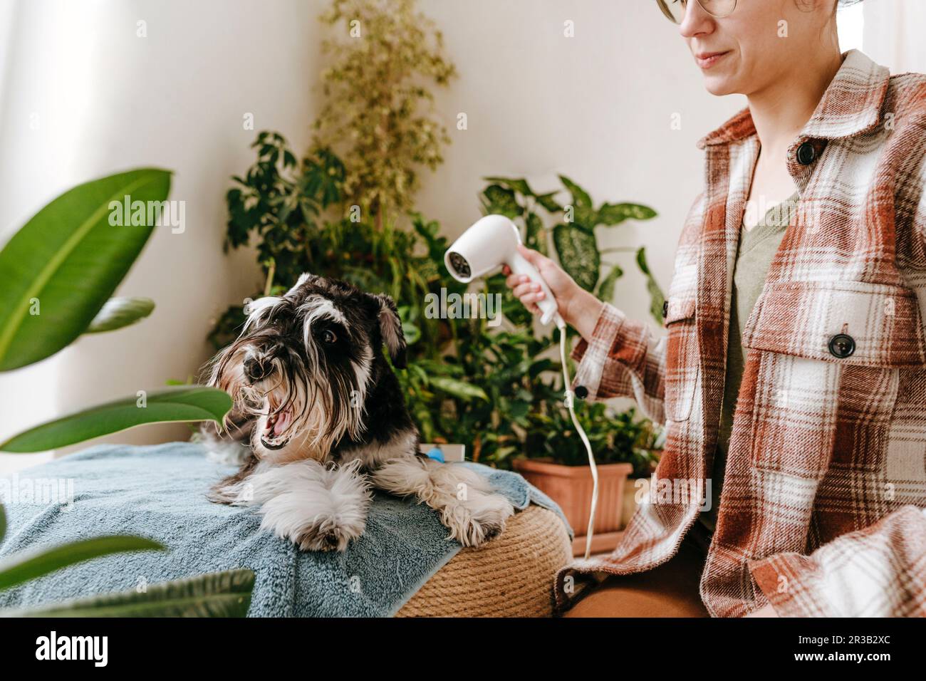 Eine Frau, die zu Hause einen Schnauzer-Hund geblasen hat Stockfoto