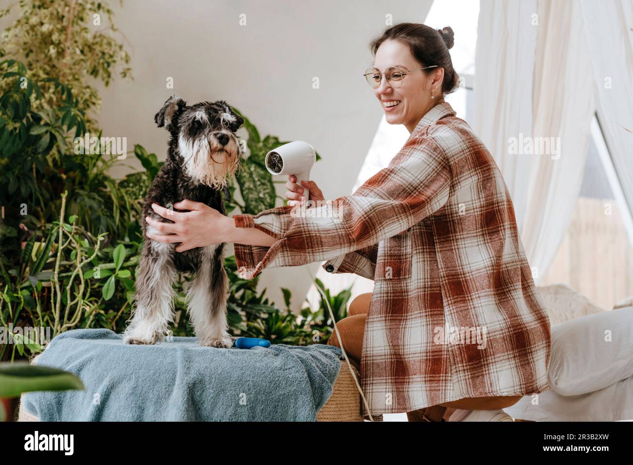 Eine glückliche Frau, die zu Hause einen Schnauzer-Hund mit einem Trockner trocknet Stockfoto