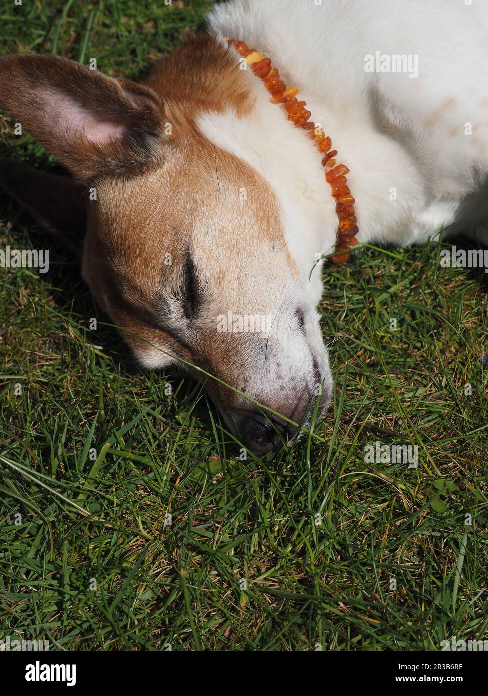 Nahaufnahme eines schlafenden Jack Russell Terrier in einem Garten, gesundes, entspanntes und zufriedenes Haustier Konzept Stockfoto