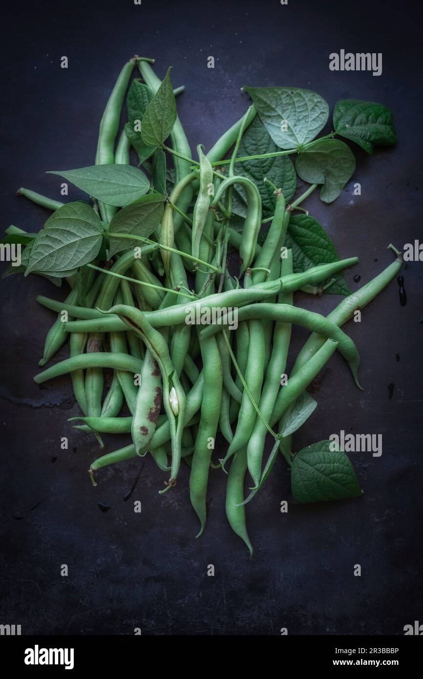 Grüne Läuferbohnen mit Blättern Stockfoto