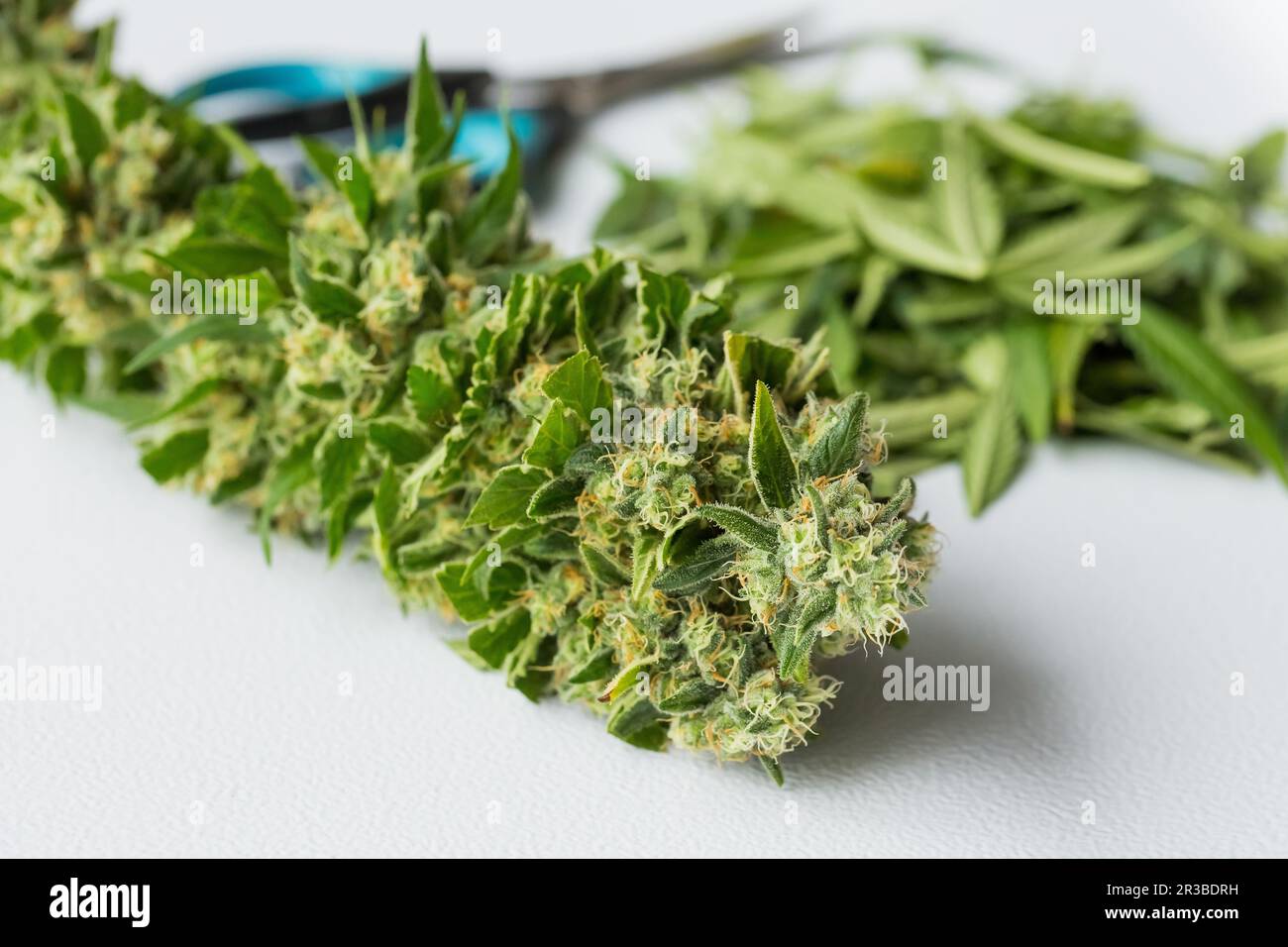 Nahaufnahme der frisch geernteten medizinischen Marijuana Stockfoto
