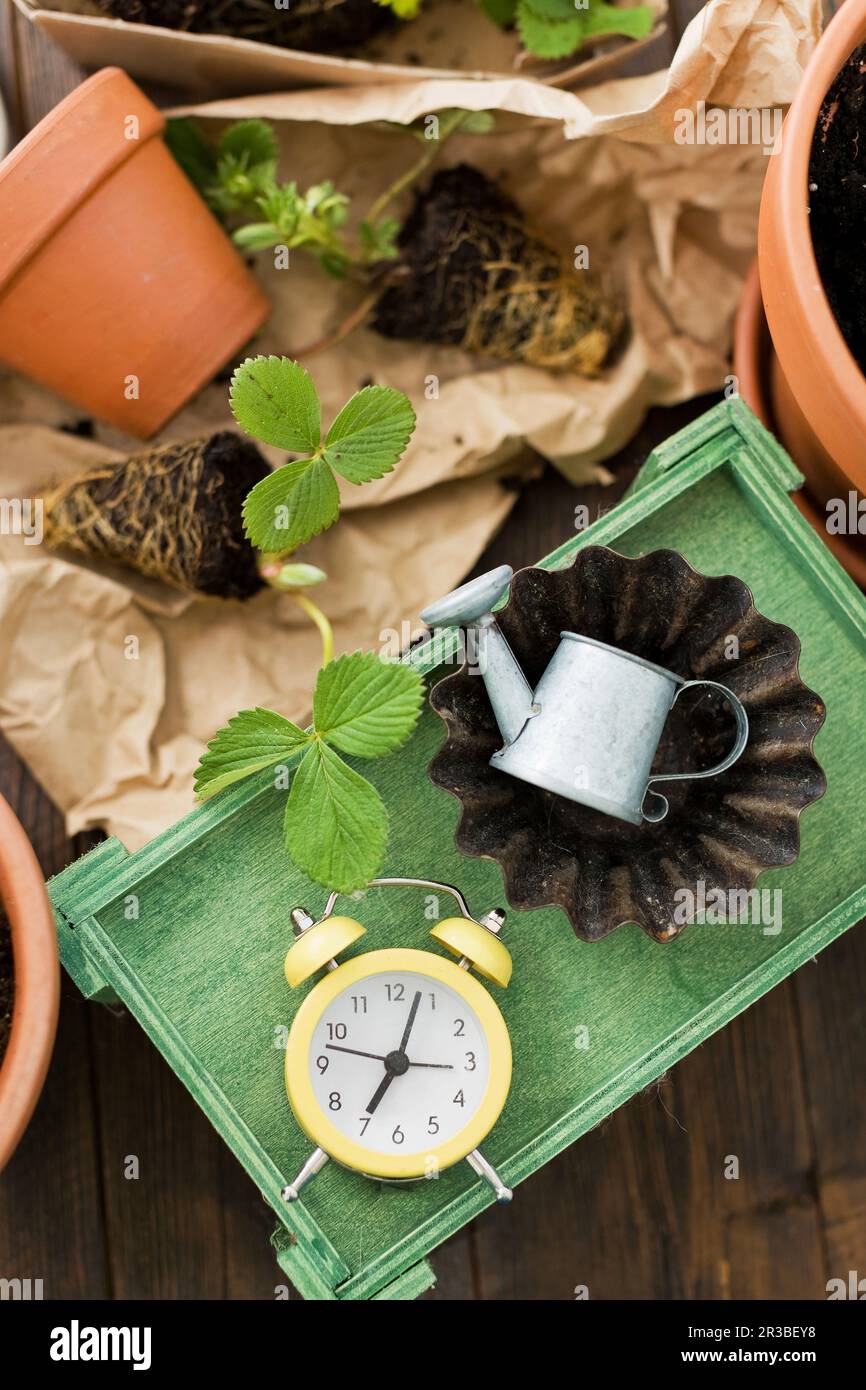 Erdbeerkeimlinge mit Wecker im Tablett Stockfoto