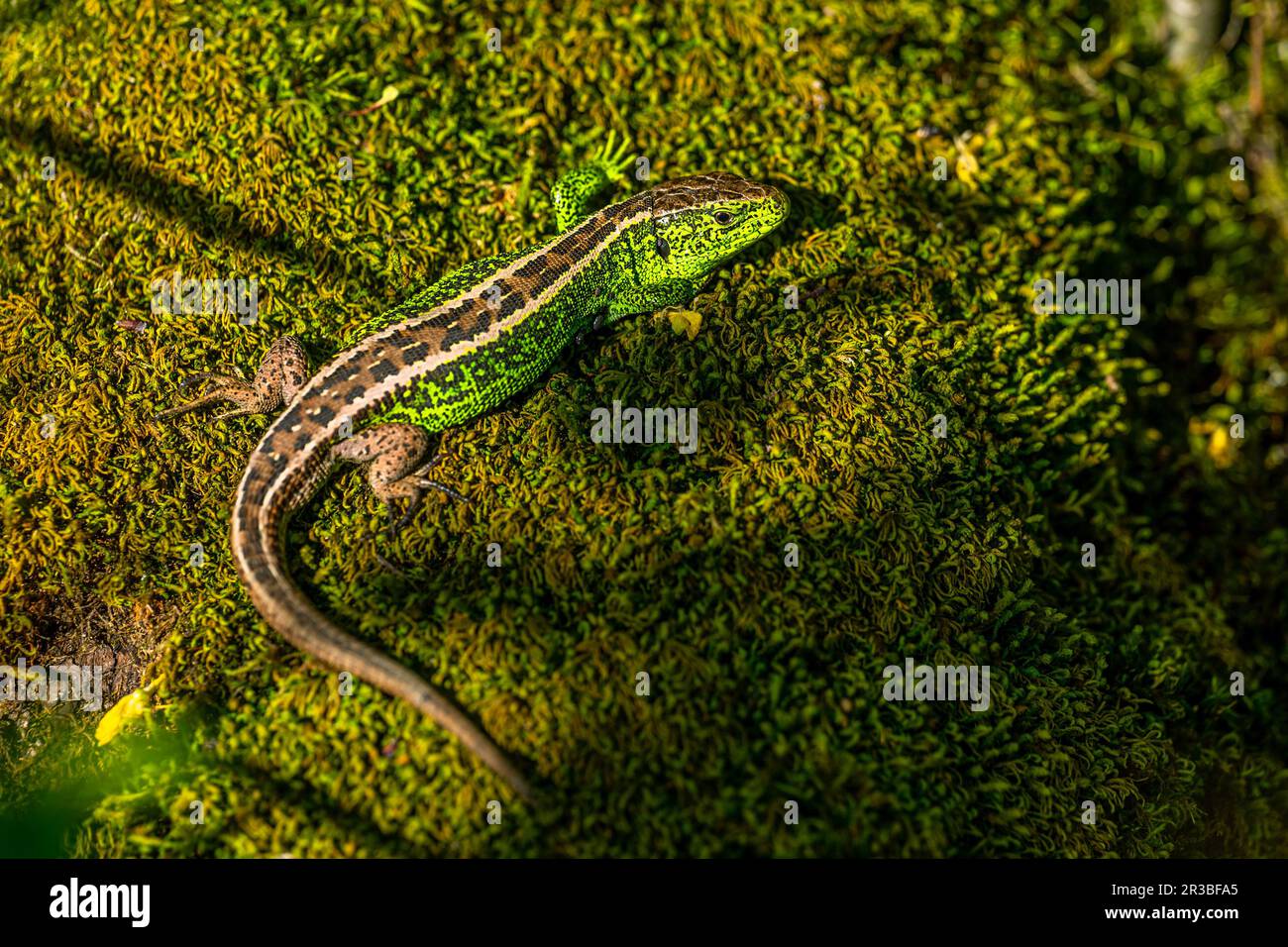 Sand Lizard, Lacerta agilis auf dem Hintergrund von Moos. Stockfoto