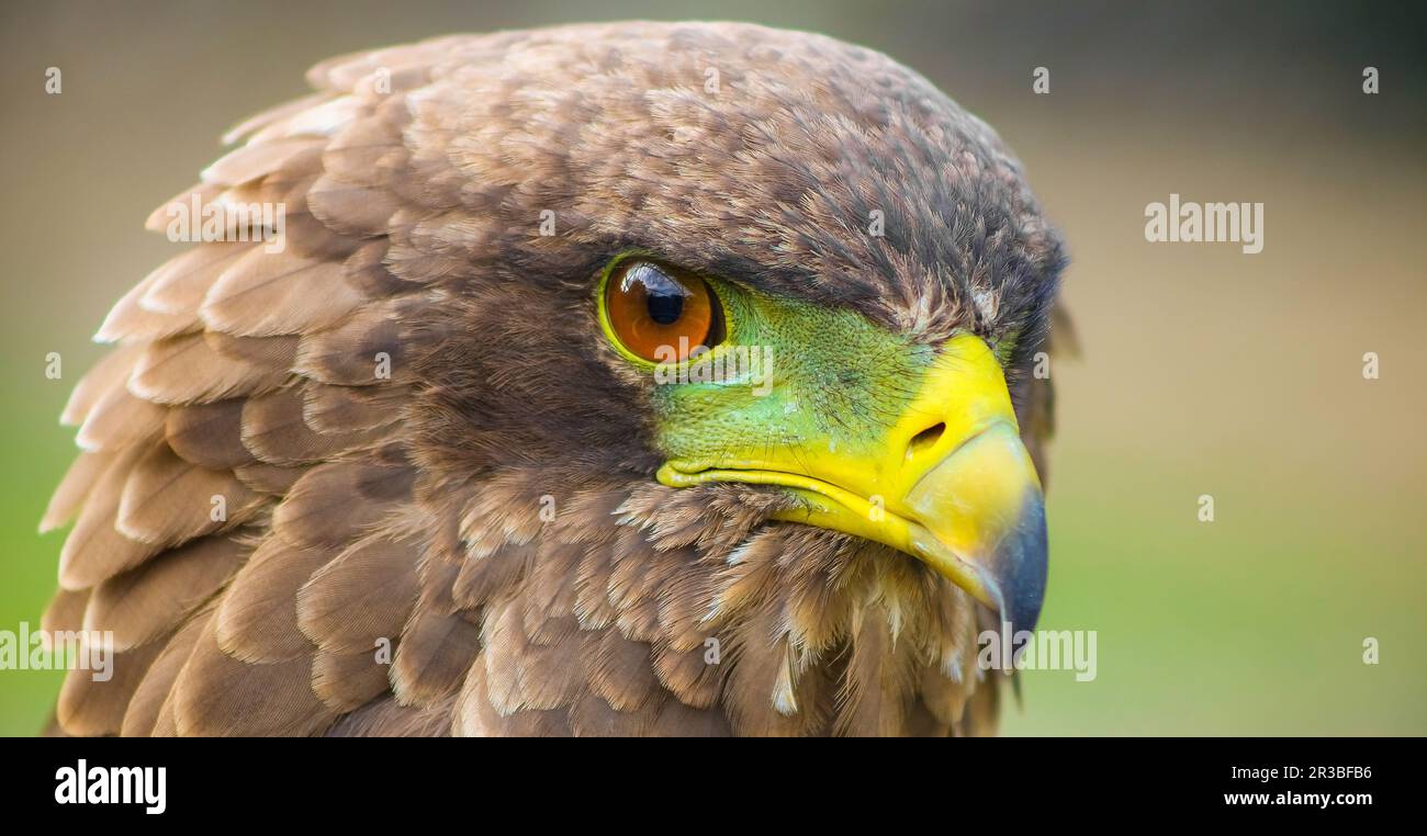 Nahaufnahme Makro einer braunen Adler mit einem grünen und gelben Schnabel Stockfoto