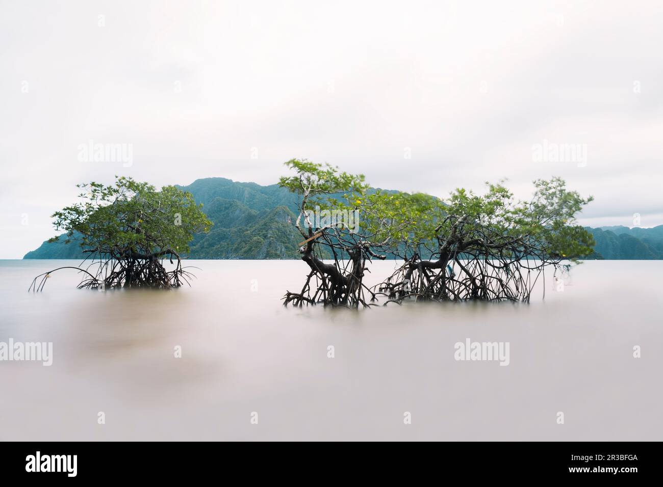 Mangrovenbäume im Meer unter dem Himmel Stockfoto