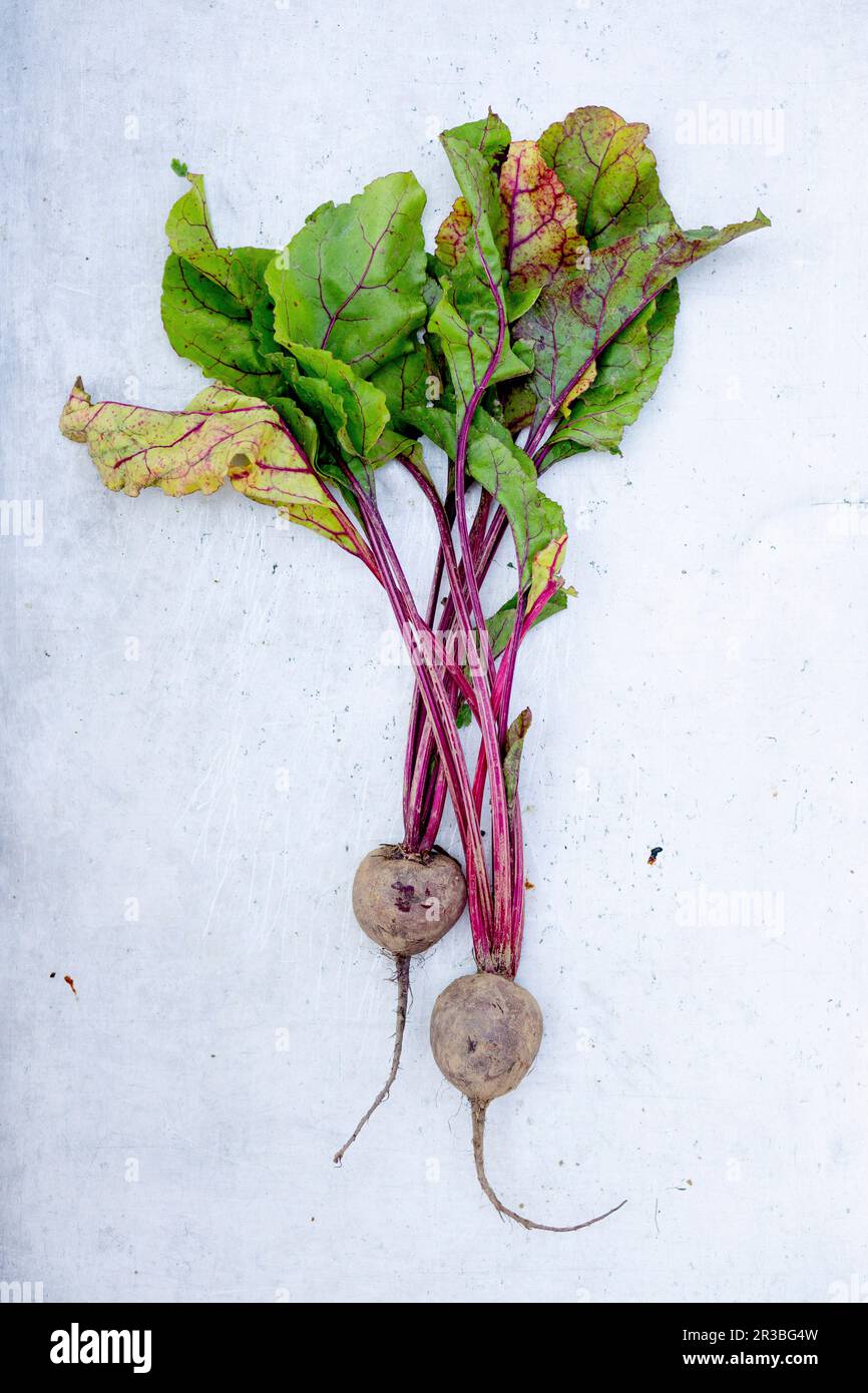 Rote Beete Stockfoto