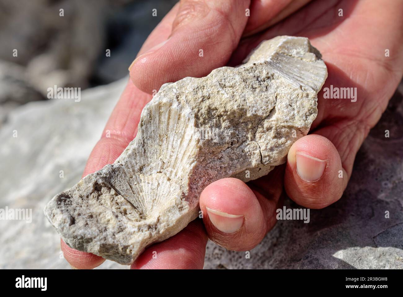 Hand einer Frau, die Stein mit Muschelfossil hält Stockfoto