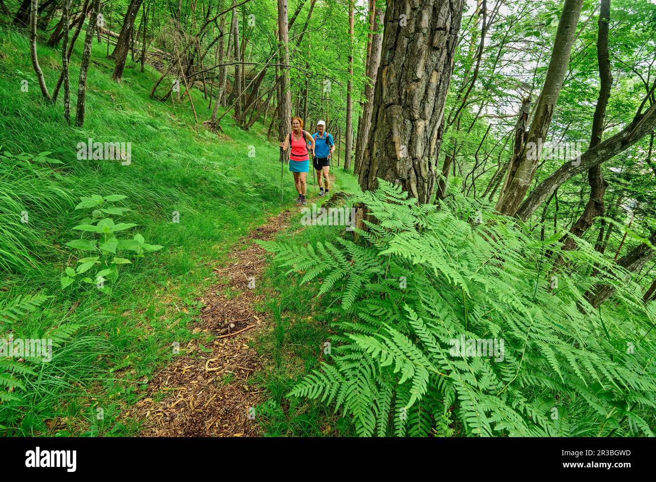 Italien, Provinz Belluno, ein Paar Wanderer auf dem Alta Via Dolomiti Bellunesi Trail durch üppigen grünen Wald Stockfoto