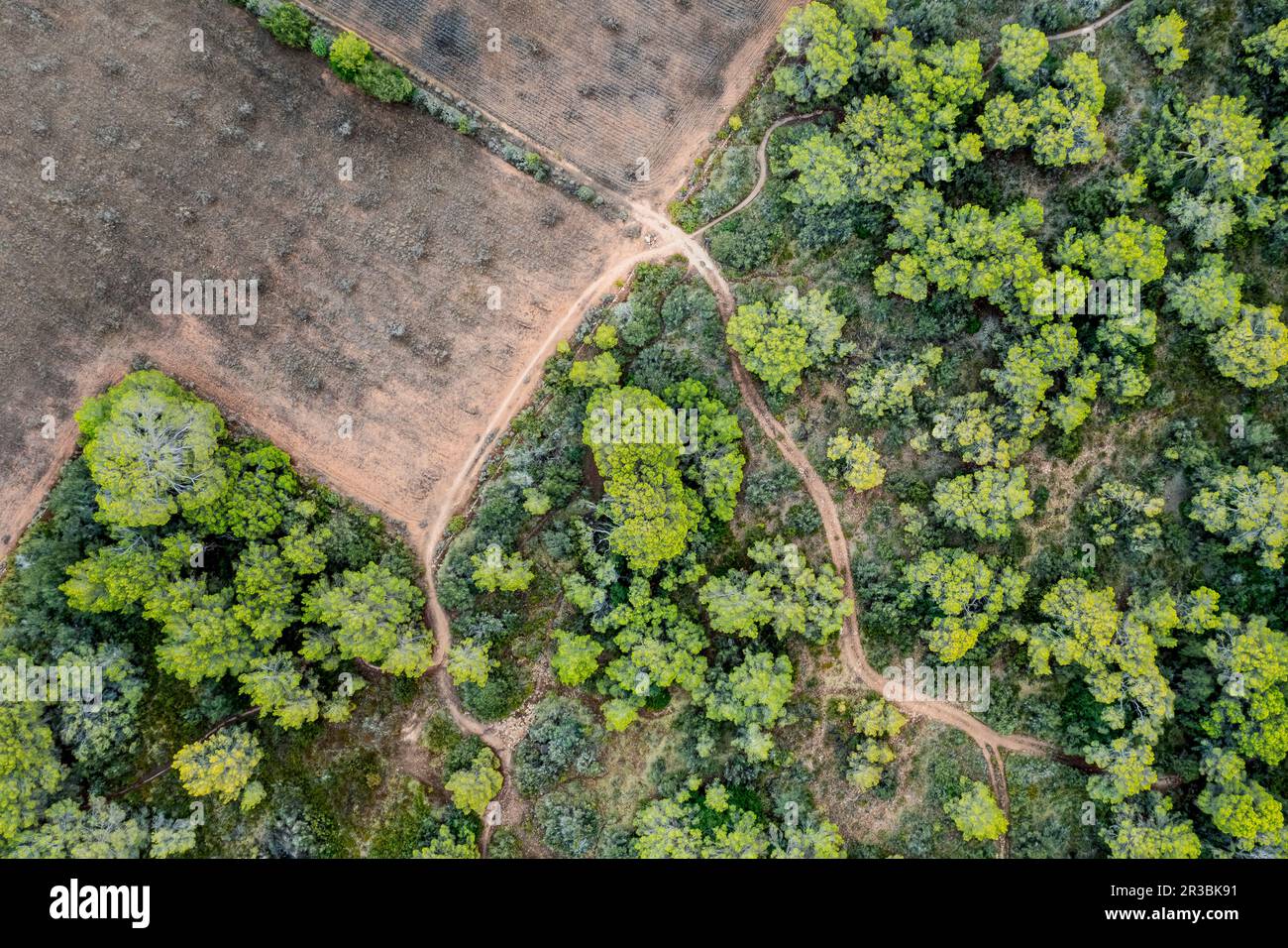Spanien, Balearen, Formentera, Dronenblick auf grüne Bäume rund um das leere Feld Stockfoto