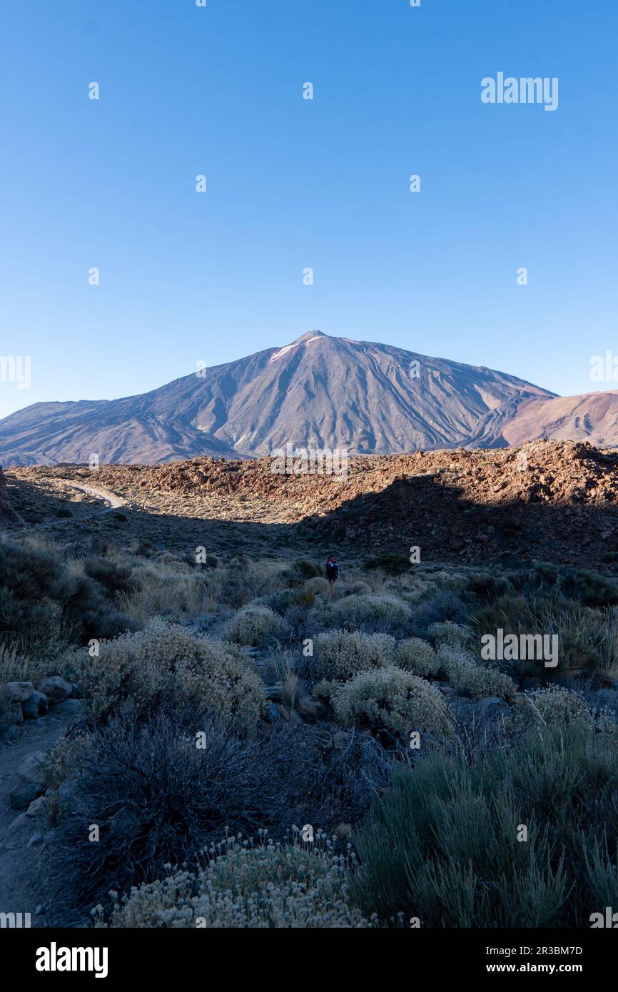 Karger trockener Ast mit goldenem Sonnenaufgang am Morgen auf dem Gipfel des Vulkans Pico del Teide von Roques de Garcia, Mount El Teide National Park, zehn Stockfoto