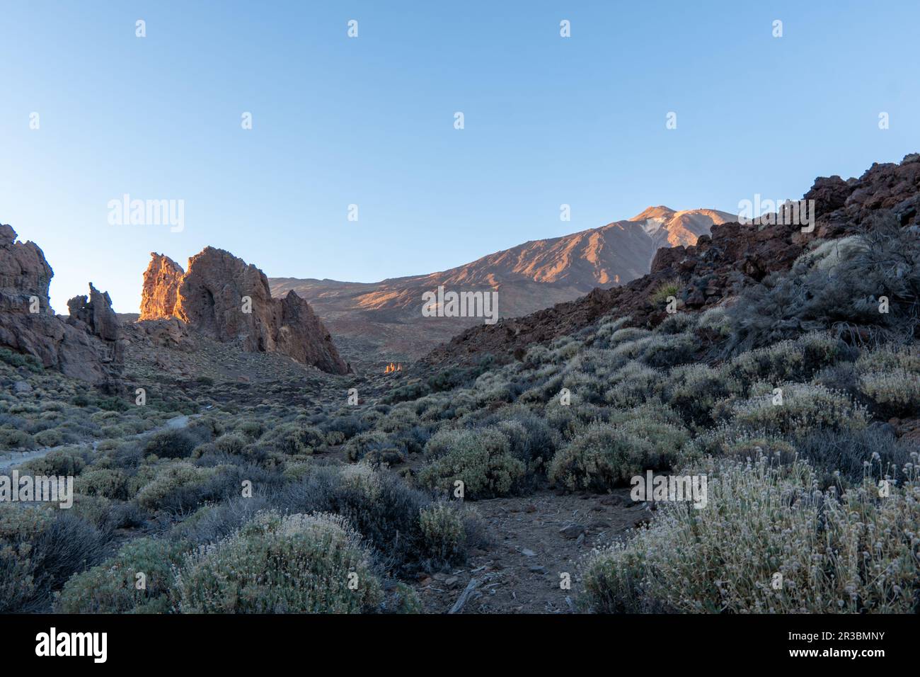 Karger trockener Ast mit goldenem Sonnenaufgang am Morgen auf dem Gipfel des Vulkans Pico del Teide von Roques de Garcia, Mount El Teide National Park, zehn Stockfoto