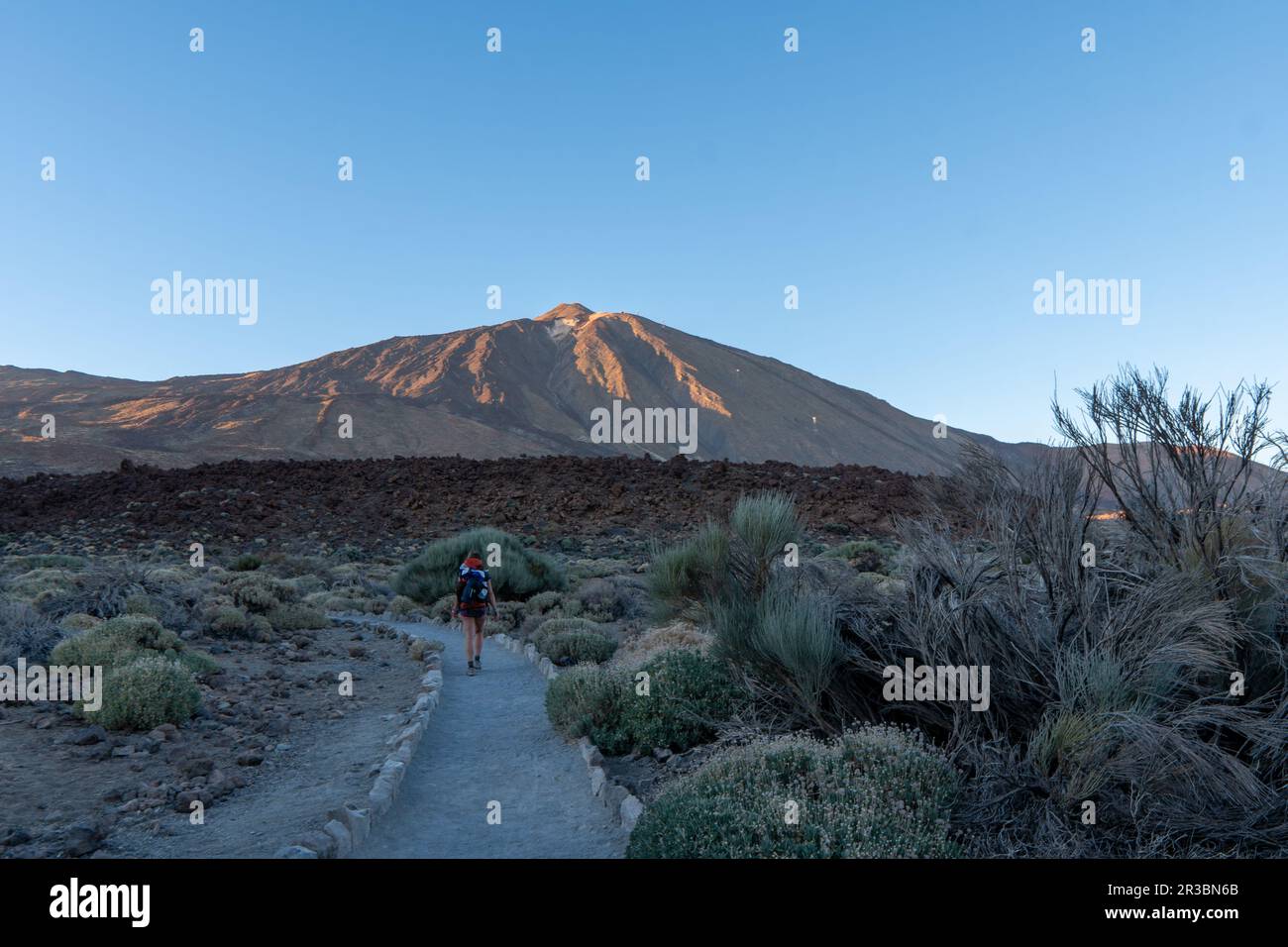 Karger trockener Ast mit goldenem Sonnenaufgang am Morgen auf dem Gipfel des Vulkans Pico del Teide von Roques de Garcia, Mount El Teide National Park, zehn Stockfoto