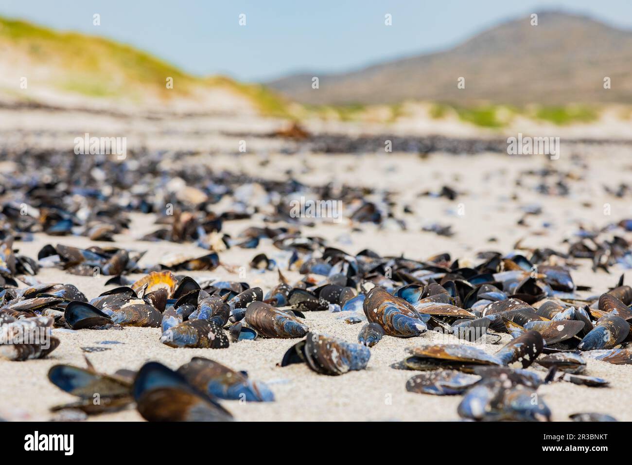 Leere Muschelmuscheln wurden an einem Strand an der Westküste von Kapstadt angespült Stockfoto