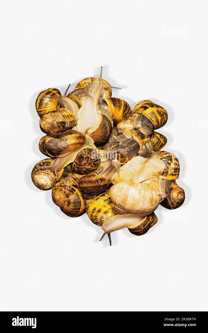 Verschiedene lebende Schnecken auf weißem Hintergrund Stockfoto