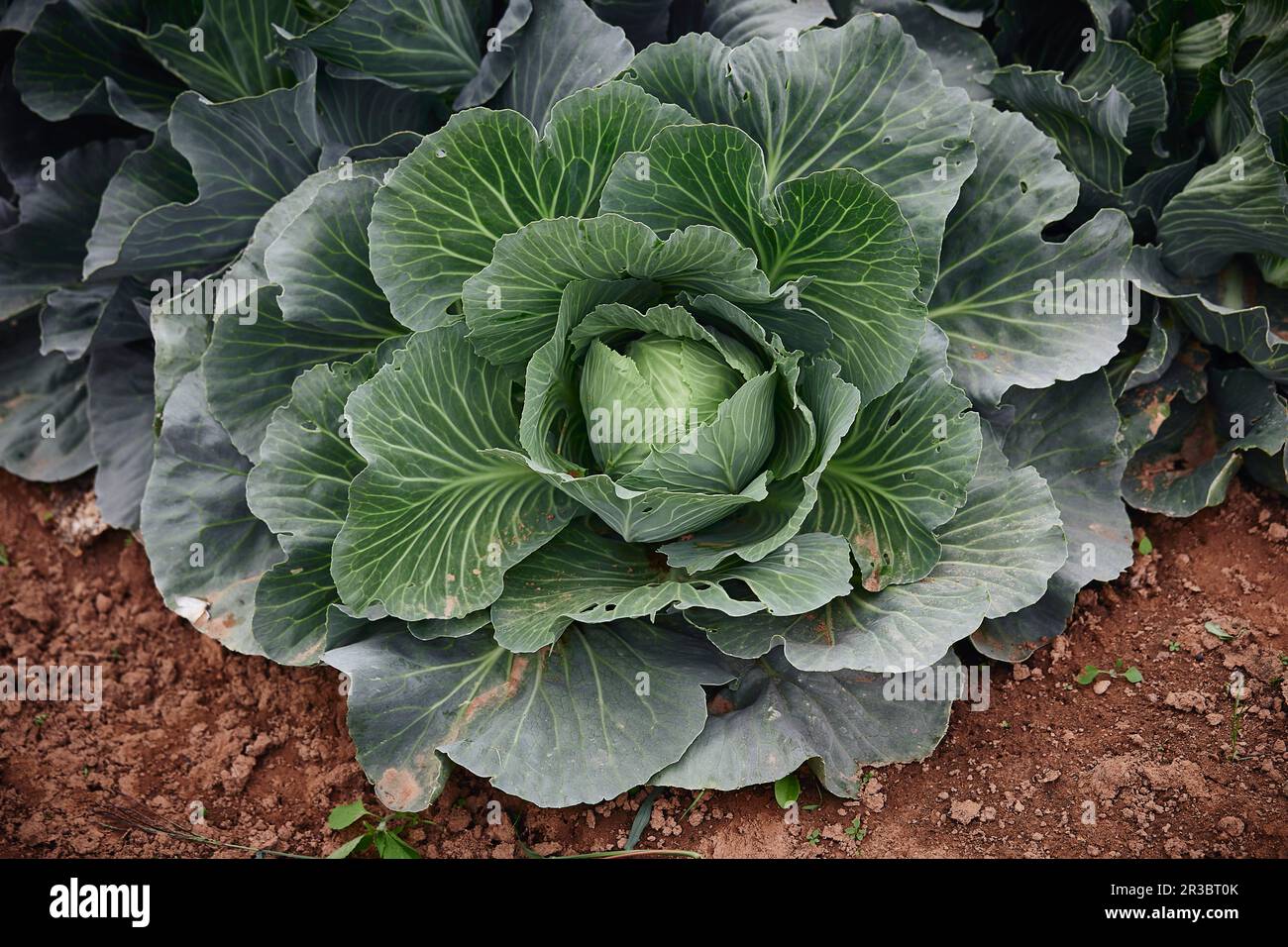 Kohl im Feld Stockfoto