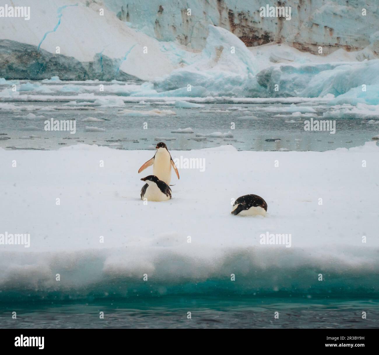 Adelie-Pinguin in der Antarktis, umgeben von Schnee und Eis mit leichtem Schneefall in sanftem Licht. Auf Seeis stehen. Stockfoto