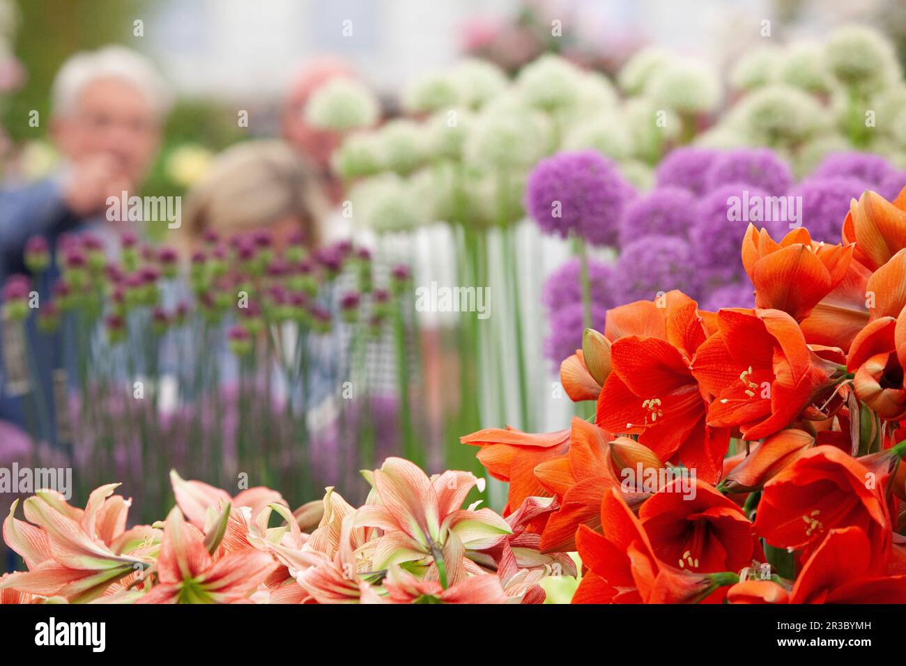 London, Großbritannien. 23. Mai 2023. Die RHS Chelsea Flower Show ist für die Öffentlichkeit zugänglich, mit einem Meer aus Strohhüten und Blumenkleidern rund um jeden der Schaugärten. Im Grand Pavillion ziehen spezialisierte Pflanzenbauern Menschenmengen an und verkaufen Zwiebeln, Pflanzen und Saatgut. Kredit: Anna Watson/Alamy Live News Stockfoto