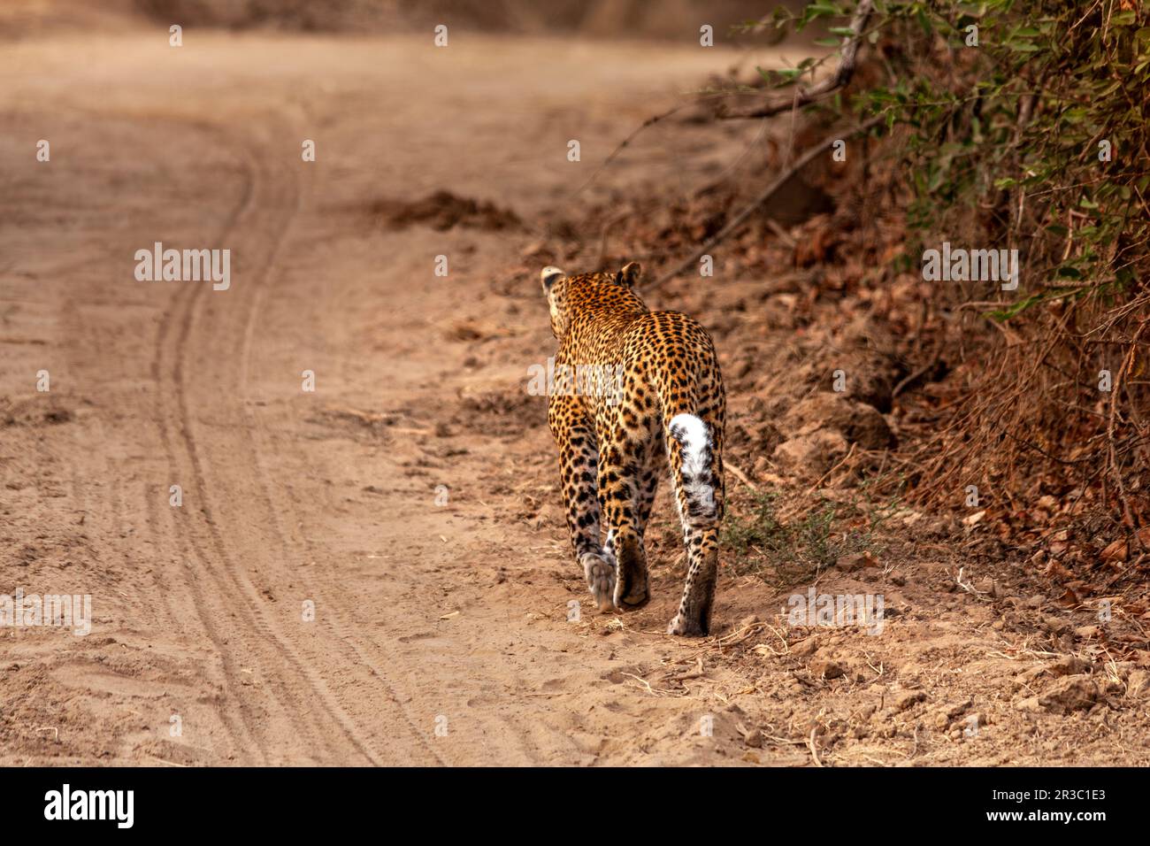 leoparden gehen in der Savanne von hinten gesehen Stockfoto