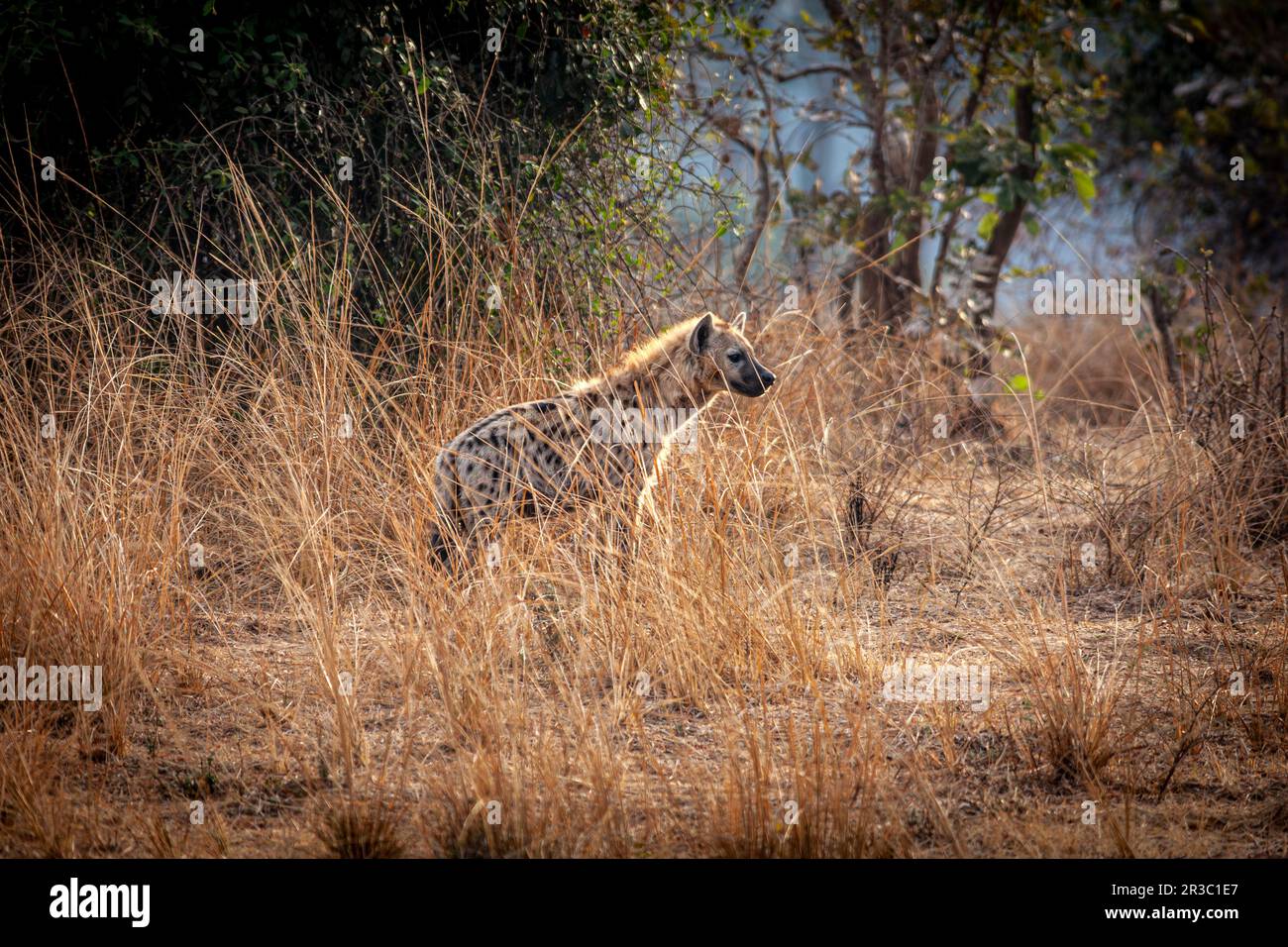 Gefleckte Hyänen in der sambischen Savanne Stockfoto