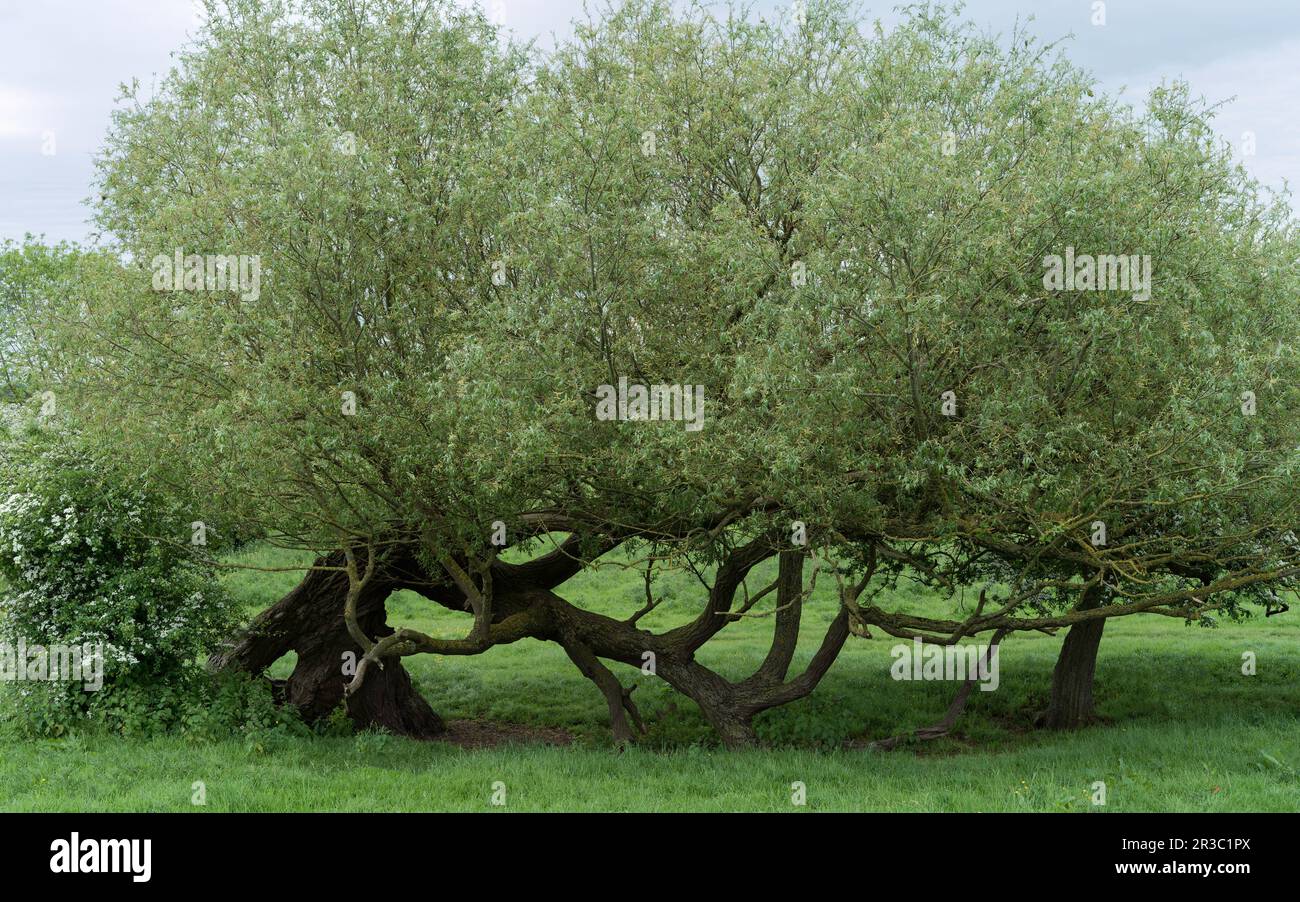 Willow Trees folgten Sturm und Wolken und sind von Gras umgeben in Figham Pasture, Beverley, Yorkshire, Großbritannien. Stockfoto