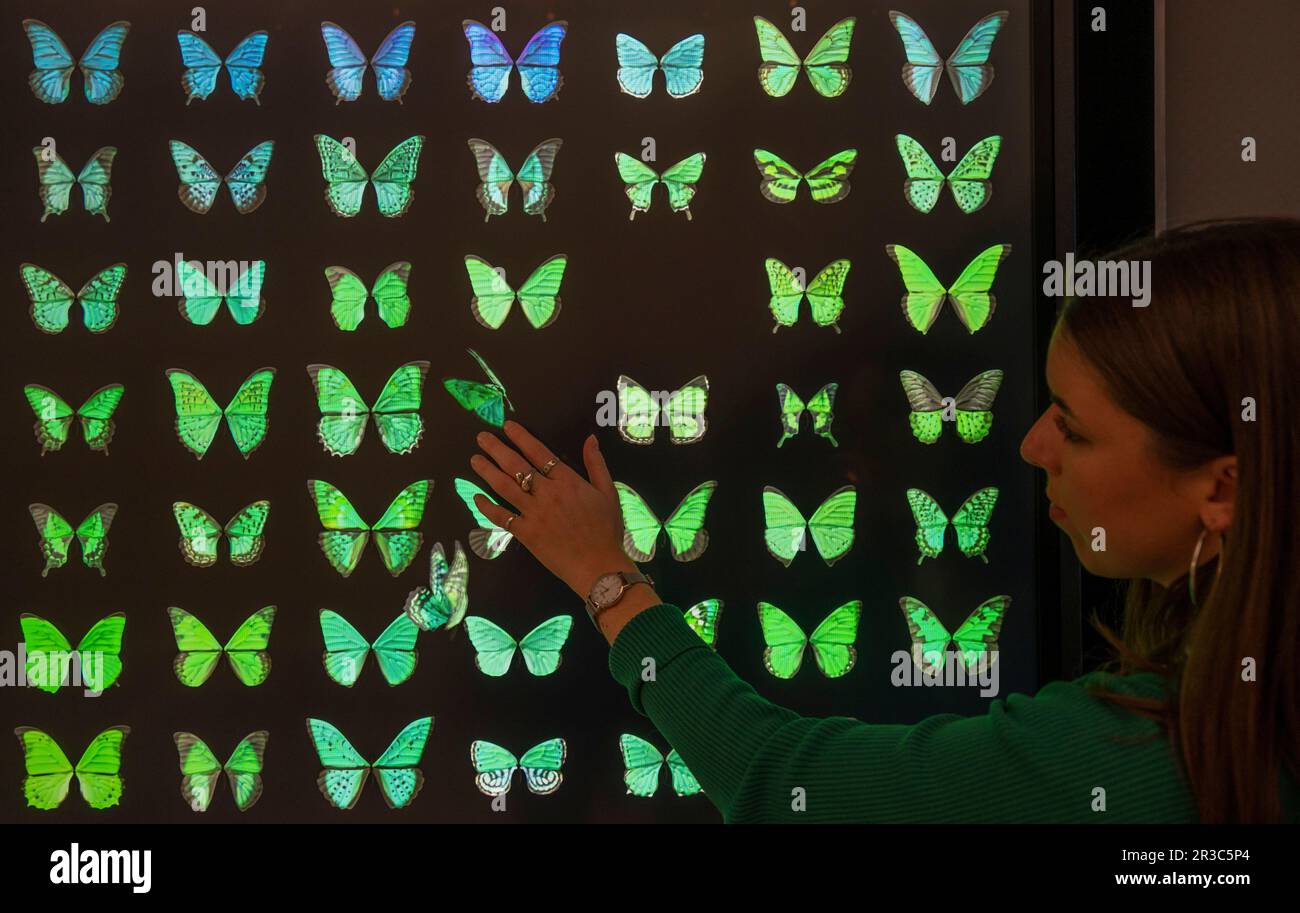 Halcyon Gallery, New Bond Street, London, Großbritannien. 23. Mai 2023. Die neue Halcyon Gallery wird am 25. Mai in Mayfair eröffnet. Die Startausstellung für die neue Galerie - Fütterung des Bewusstseins - zeigt neue Werke des wegweisenden britischen Künstlers Dominic Harris, dessen interaktive Werke und große immersive Installationen fortschrittliche KI, maschinelles Lernen, Bewegungssensoren und andere hochmoderne Technologien, um den Zuschauer als aktiven Teilnehmer einzubeziehen, der die Bilder vor ihm lenkt und formt. Die Ausstellung findet vom 25. Mai bis 13. August 2023 statt. Kredit: Malcolm Park/Alamy Live News Stockfoto