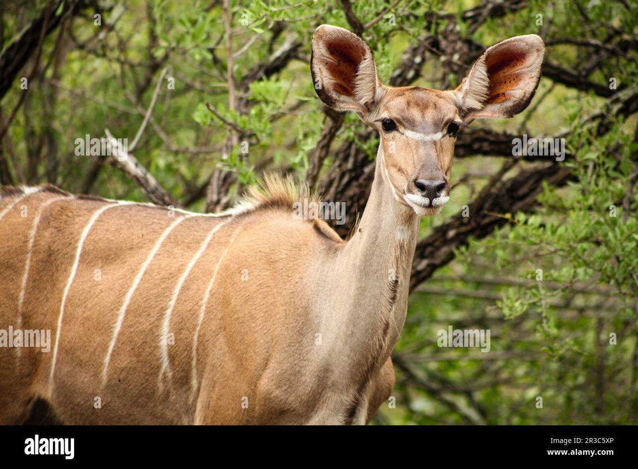 Afrikanische Kudu-Kuhantilope in einem südafrikanischen Wildtierreservat Stockfoto