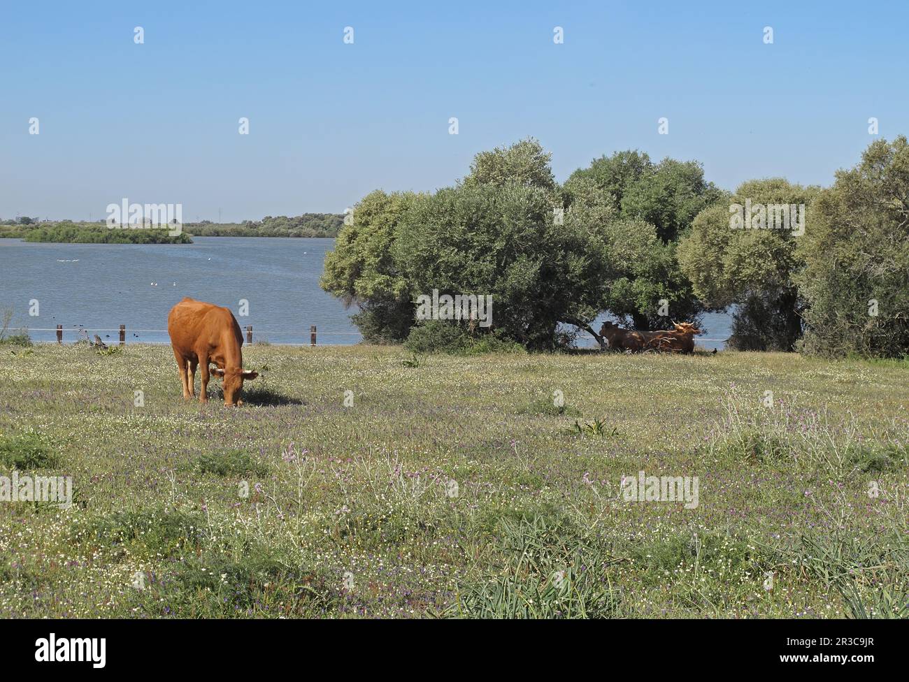 Hausrinder im Olivenhain der Lagune Coto Donana, Spanien Mai Stockfoto