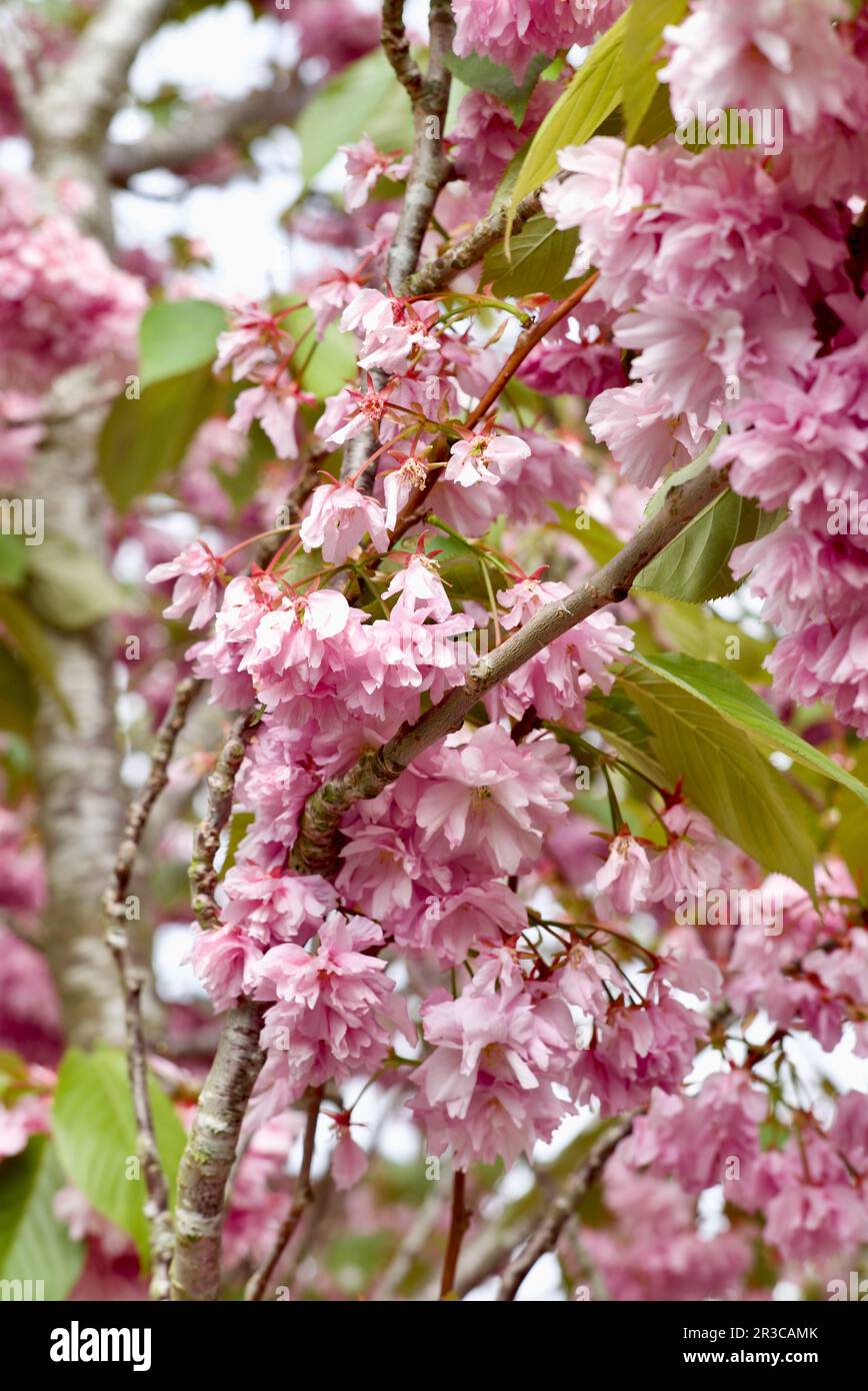 Kirschblüte im Garten Stockfoto