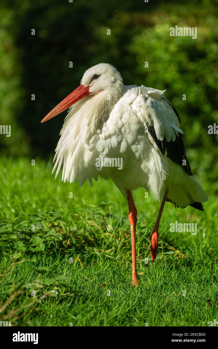 WeiÃŸstorch auf Futtersuche Stockfoto