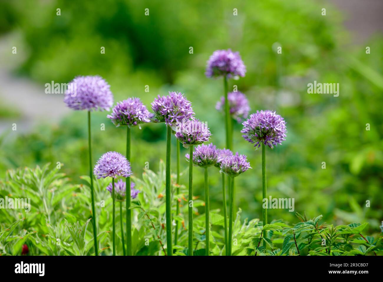 Allium hollandicum Purple Sensation Persische Zwiebel oder niederländischer Knoblauch große Orangen violetter Blüten Stockfoto