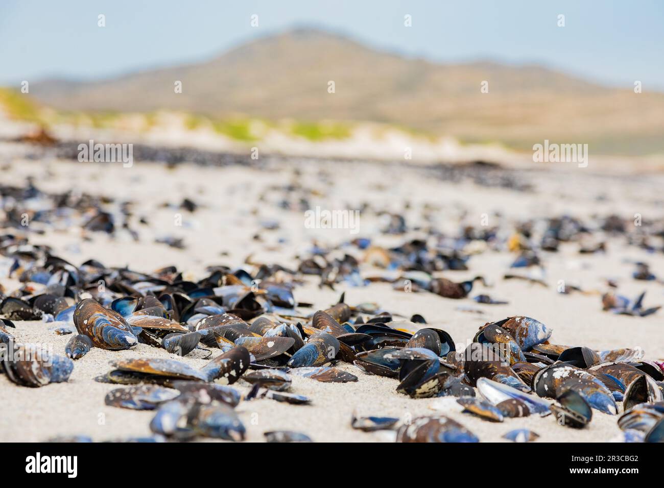 Leere Muschelmuscheln wurden an einem Strand an der Westküste von Kapstadt angespült Stockfoto