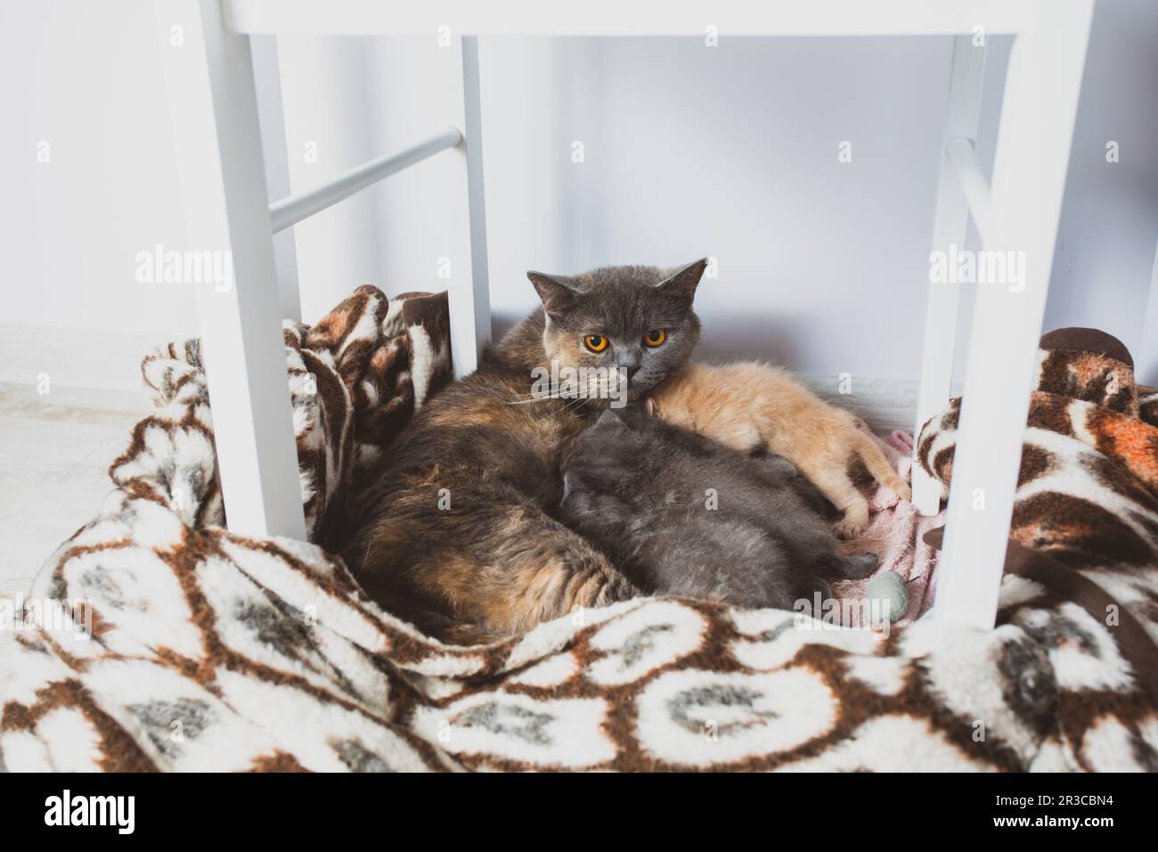 Mutter Katze mit ihren Kätzchen in einem gemütlichen Nest Stockfoto