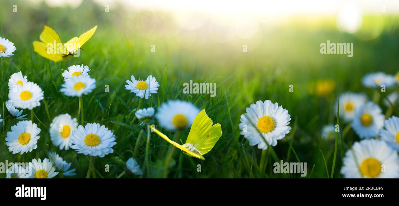 Abstrakte Landschaft im Frühling und Sommer bei Sonnenuntergang über einer blühenden Wiese. Weiße Blumen und Schmetterlinge fliegen warm goldene Stunde Sonnenaufgang. Stockfoto