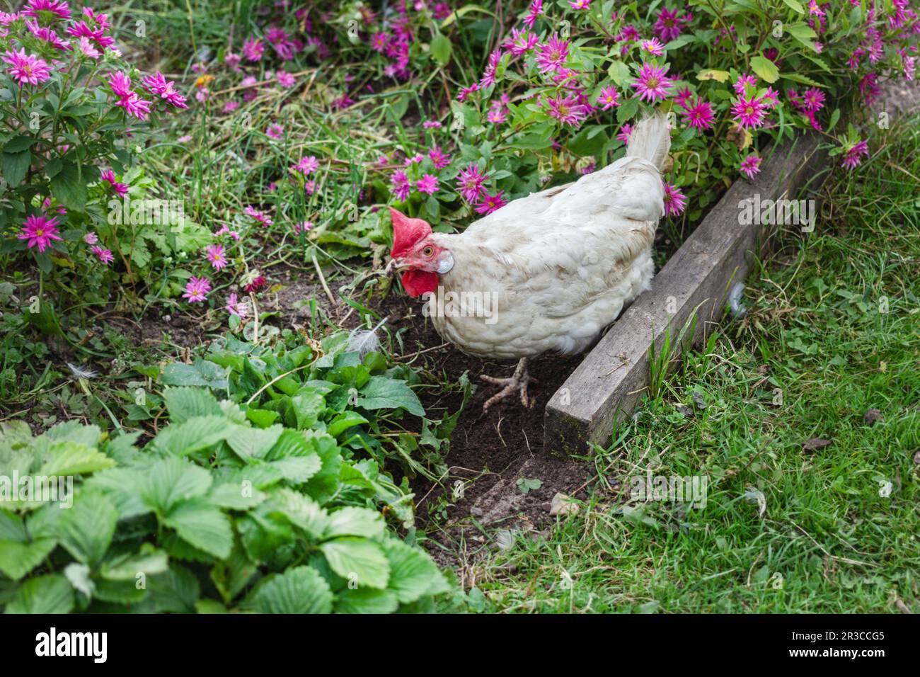 Echtes weißes Huhn im Garten unter Blumen am Sommertag Stockfoto