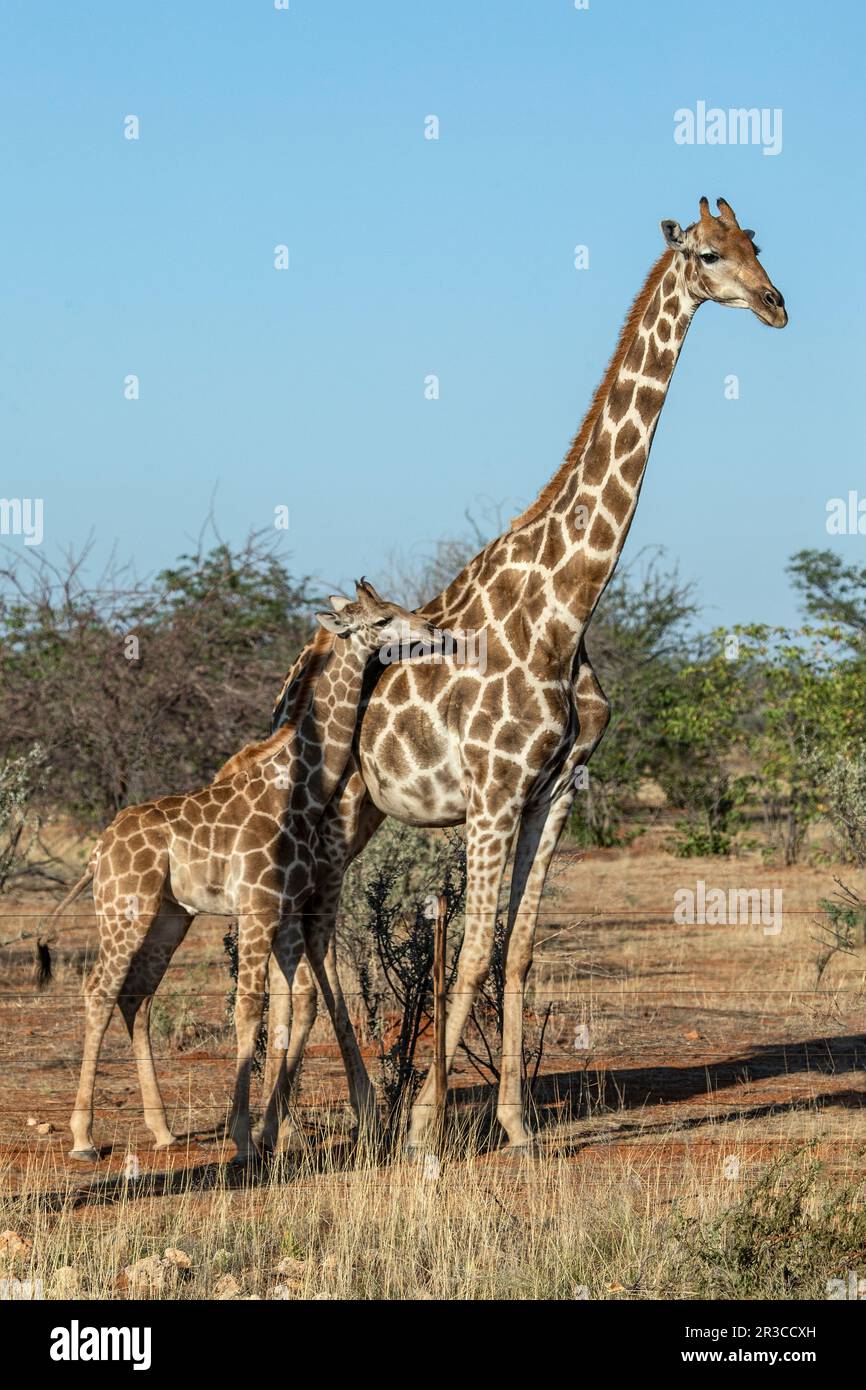 Eine kleine Giraffe, die ihre Mutter im Busch nass macht. Stockfoto