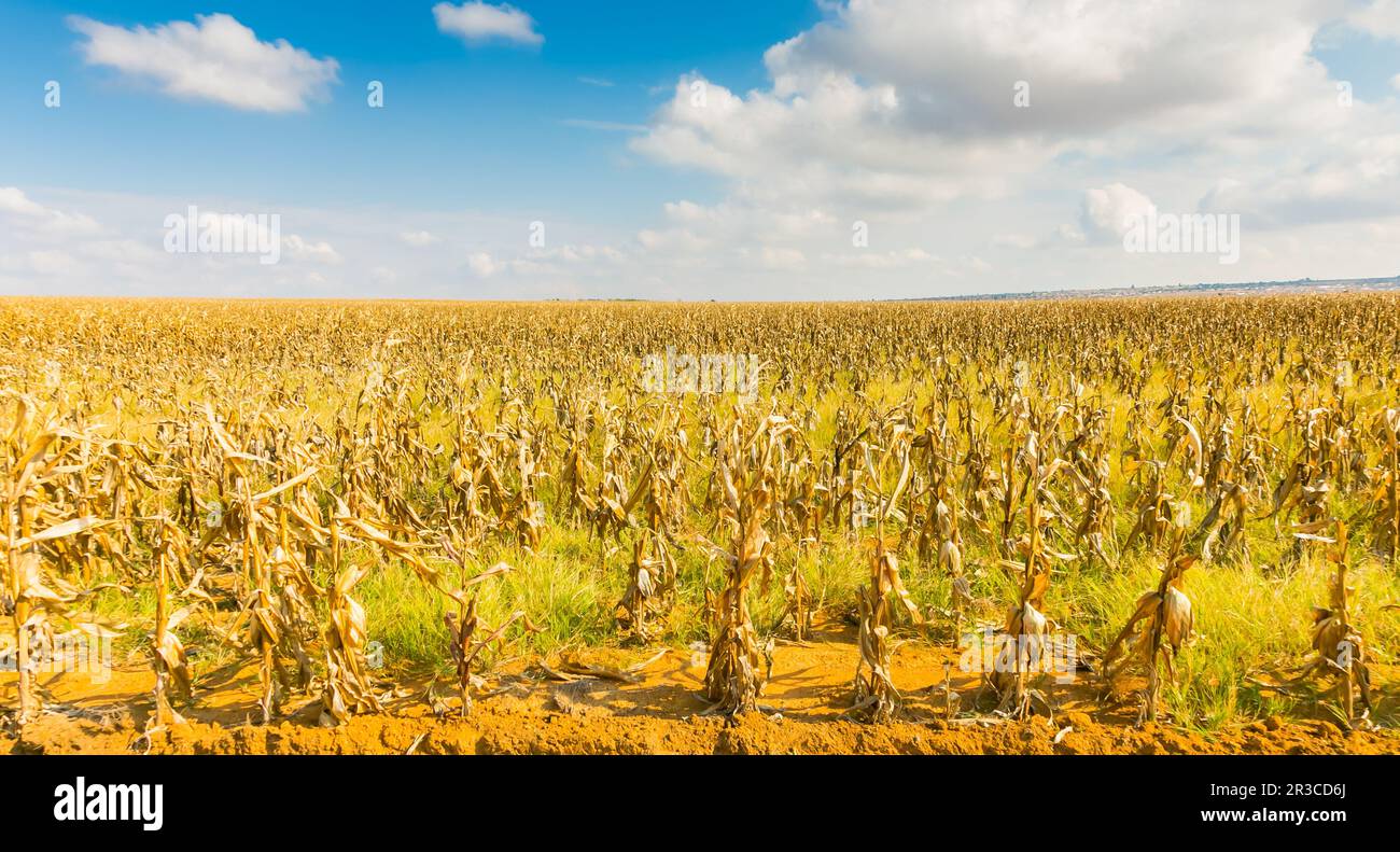 Kommerzielle Maiszucht in Afrika Stockfoto