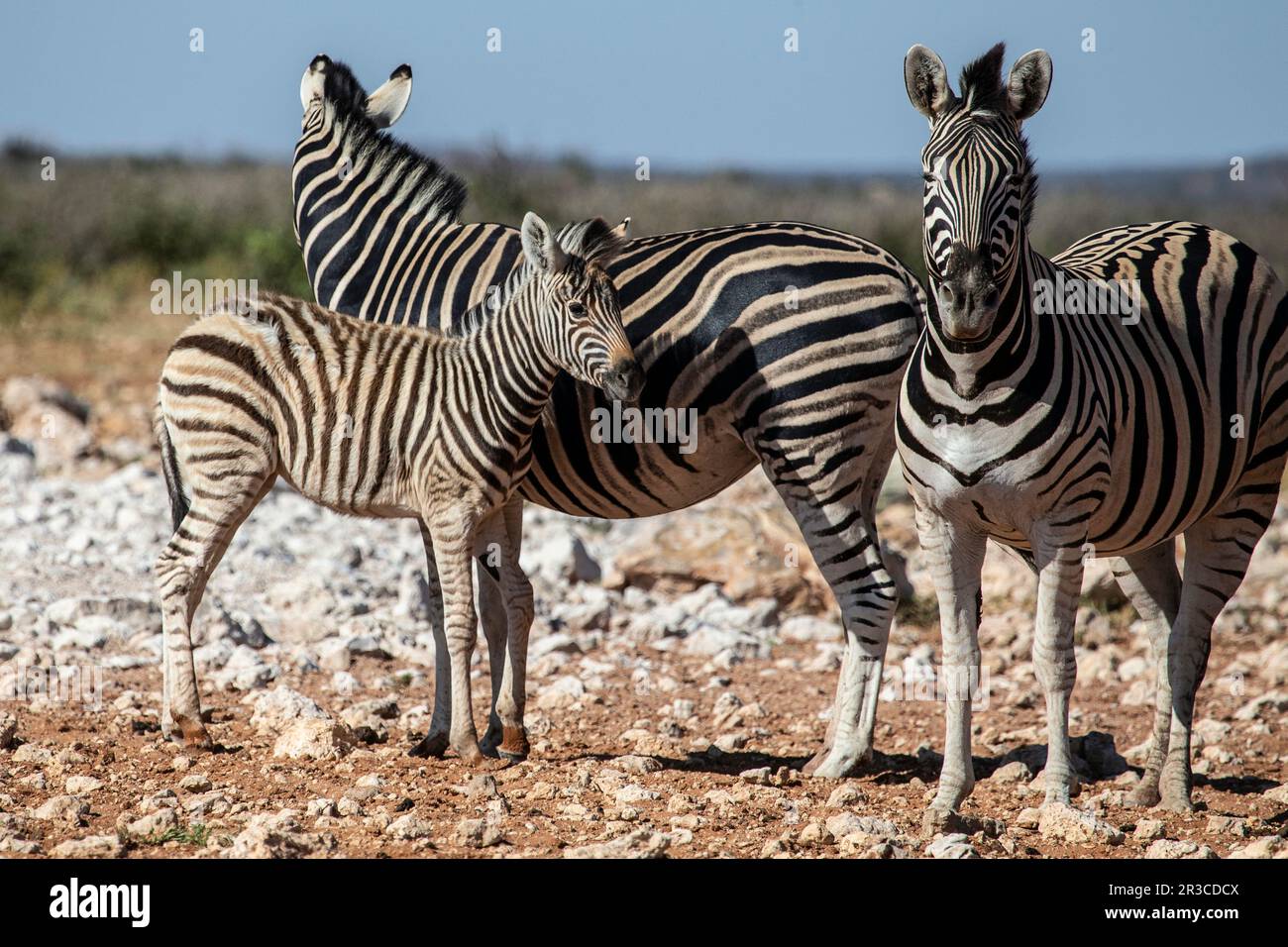 Ein Burchell-Zebrafoal mit zwei Erwachsenen. Stockfoto