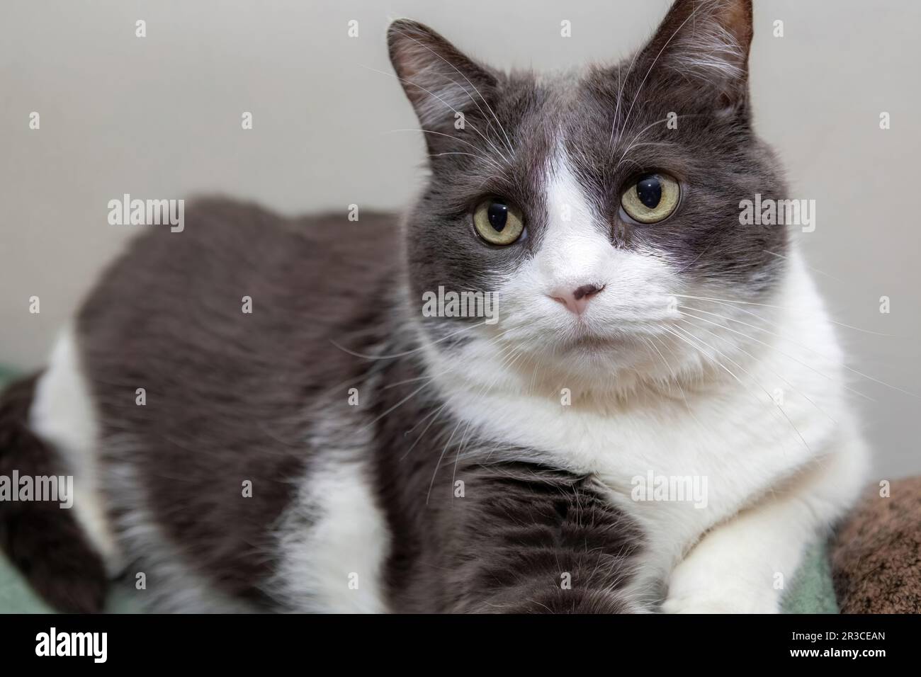 Grau und weiß männliche, mittelhaarige Hauskatze, die auf einer Couch in einer Wohnung in St. Paul, Minnesota, USA. Stockfoto